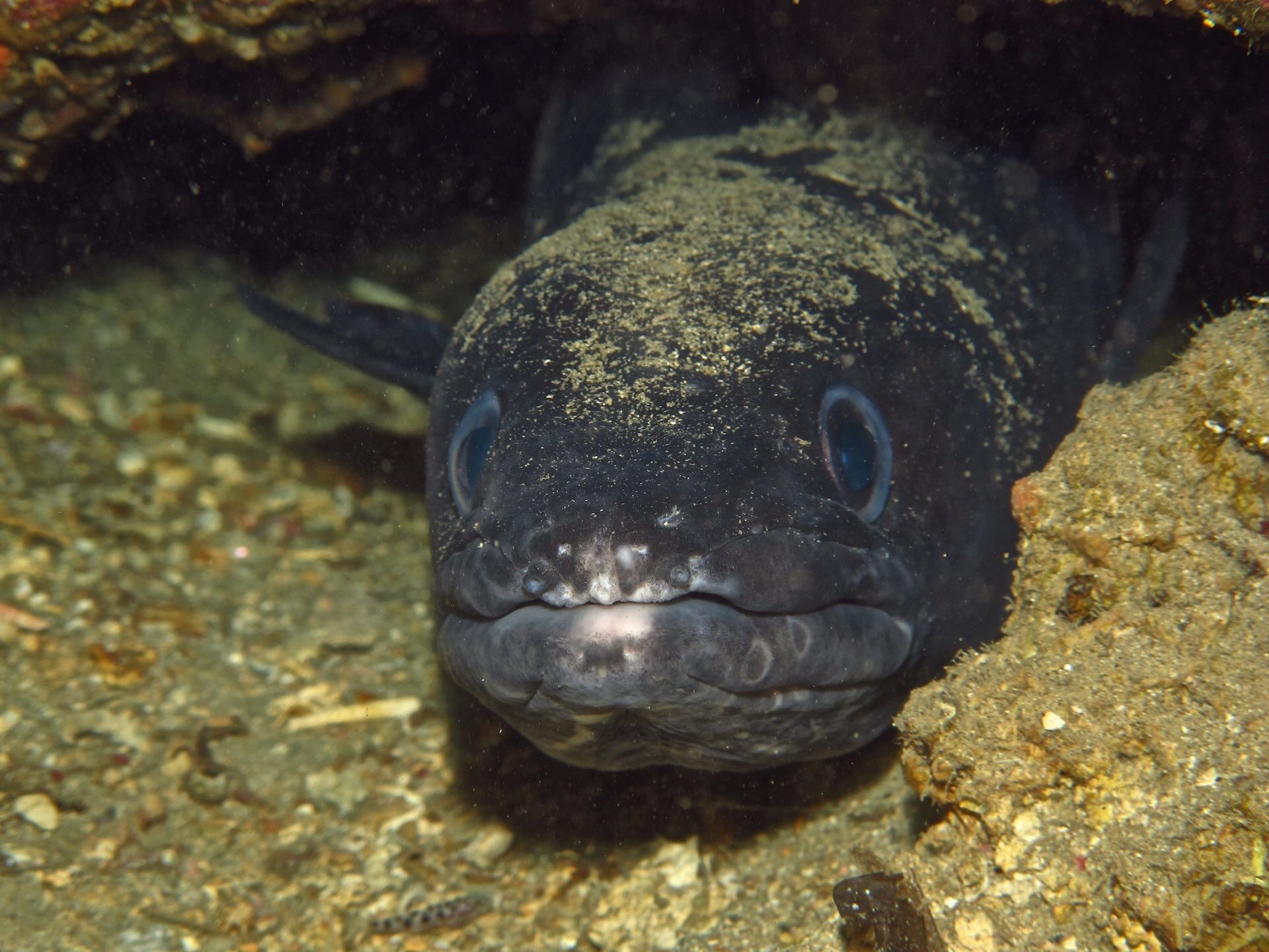 Murena nascosta tra le rocce, primo piano del muso sul fondale