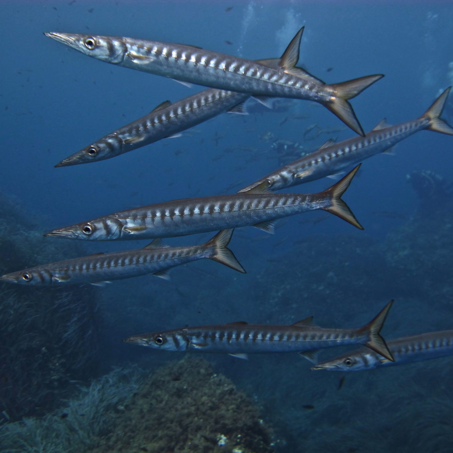 Banco di barracuda in acqua libera sopra il fondale roccioso