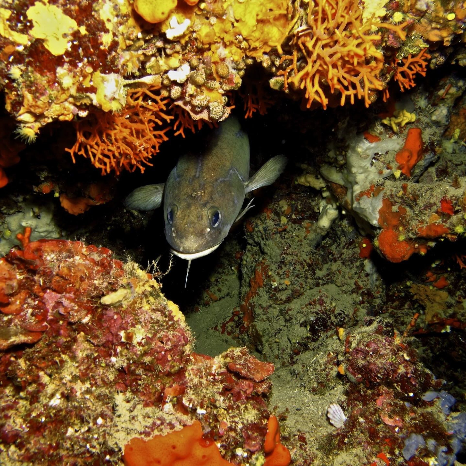 Pesce nascosto in una tana tra spugne e coralli sul fondale roccioso