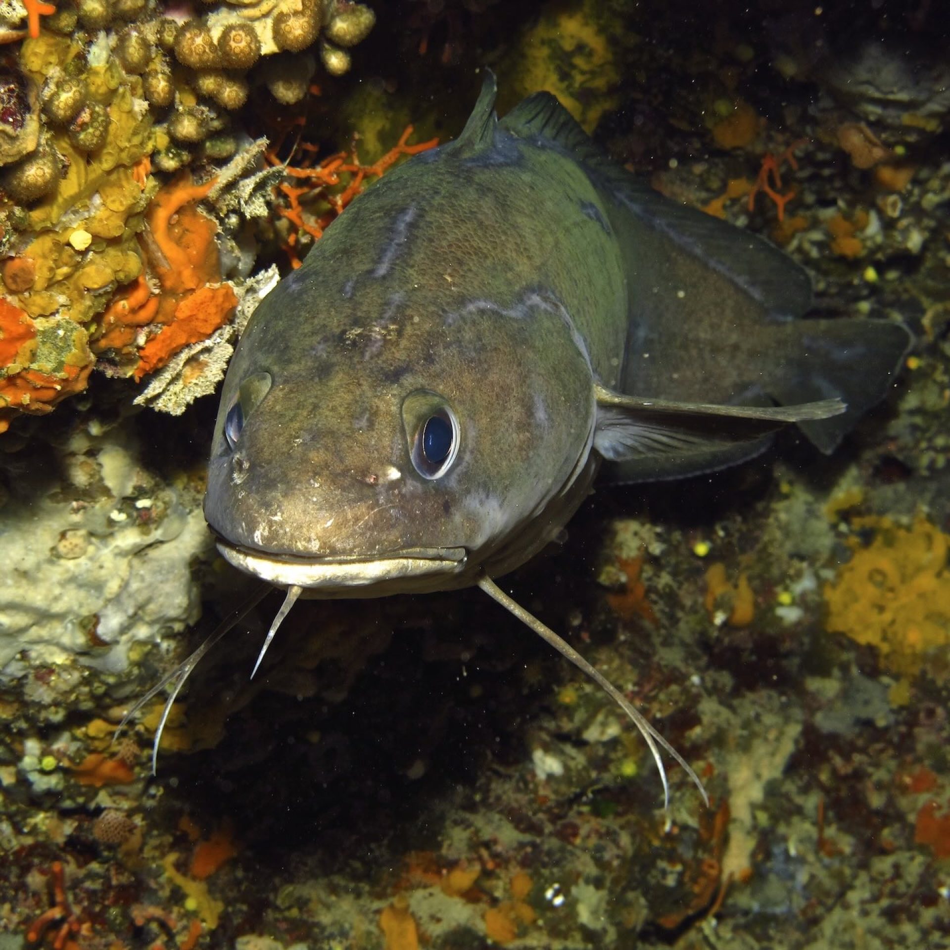 Pesce con barbigli sul fondale roccioso