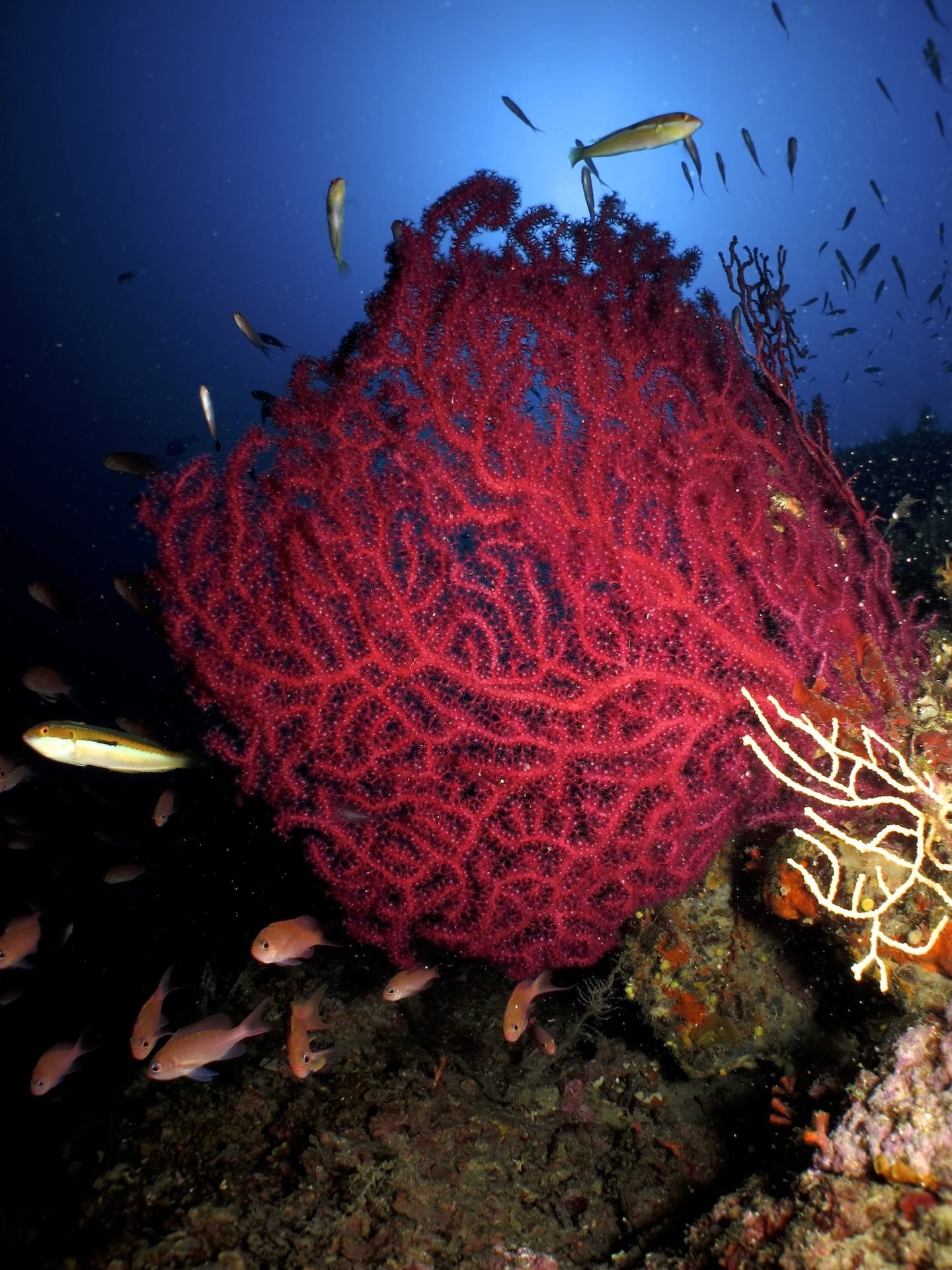 Gorgonia rossa su parete rocciosa, circondata da piccoli pesci