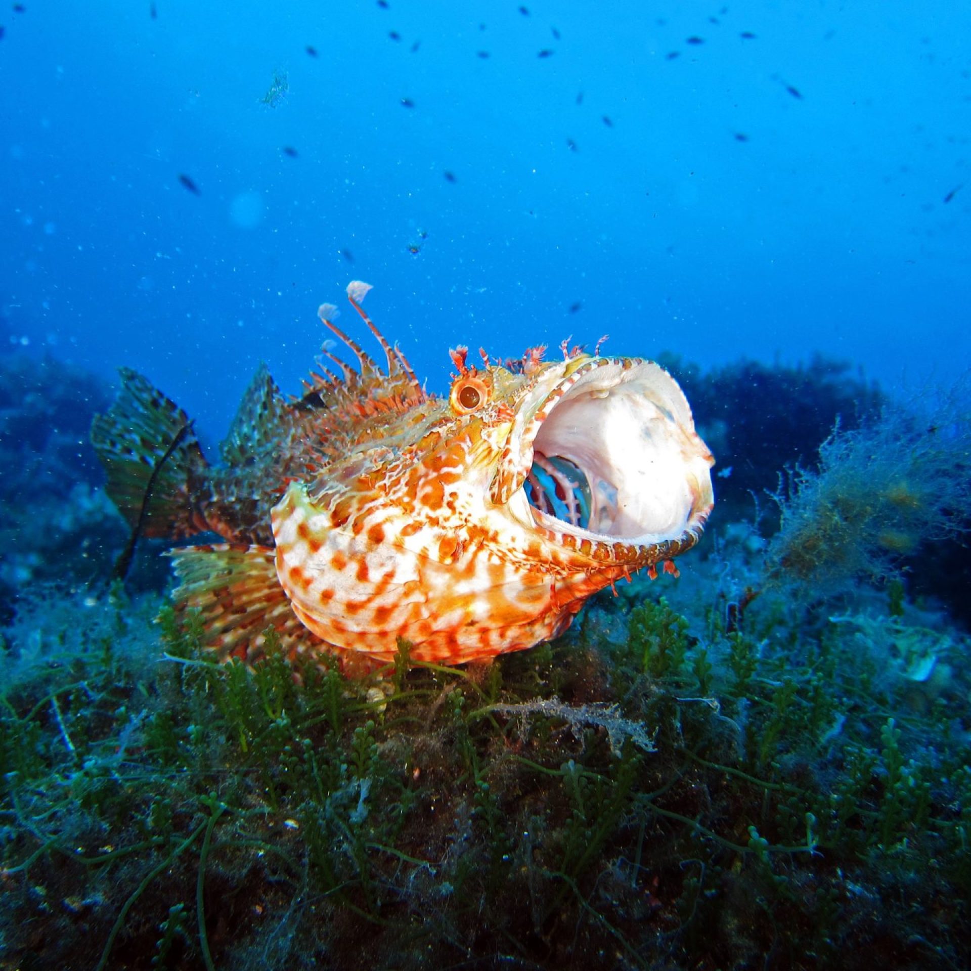 Scorfano con bocca aperta sul fondale marino tra alghe e posidonia