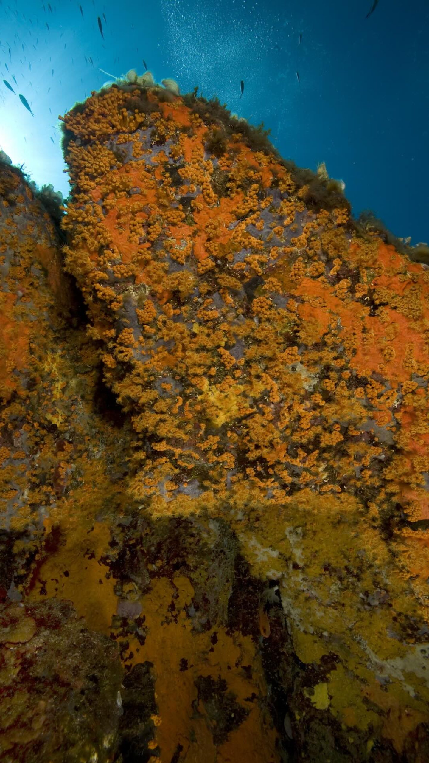 Parete rocciosa verticale ricoperta di spugne e parazoanthus arancioni