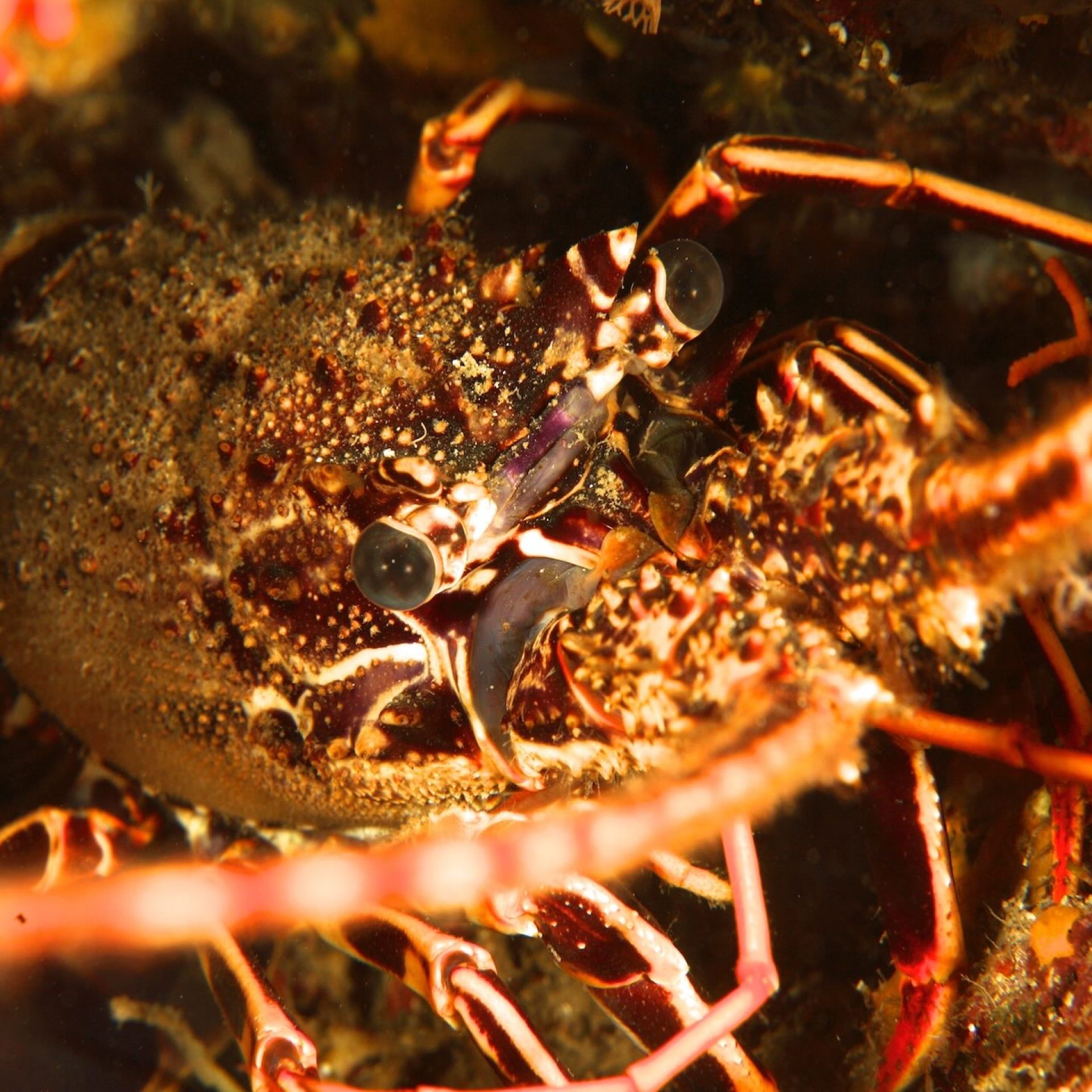Aragosta mediterranea nascosta tra le rocce del fondale