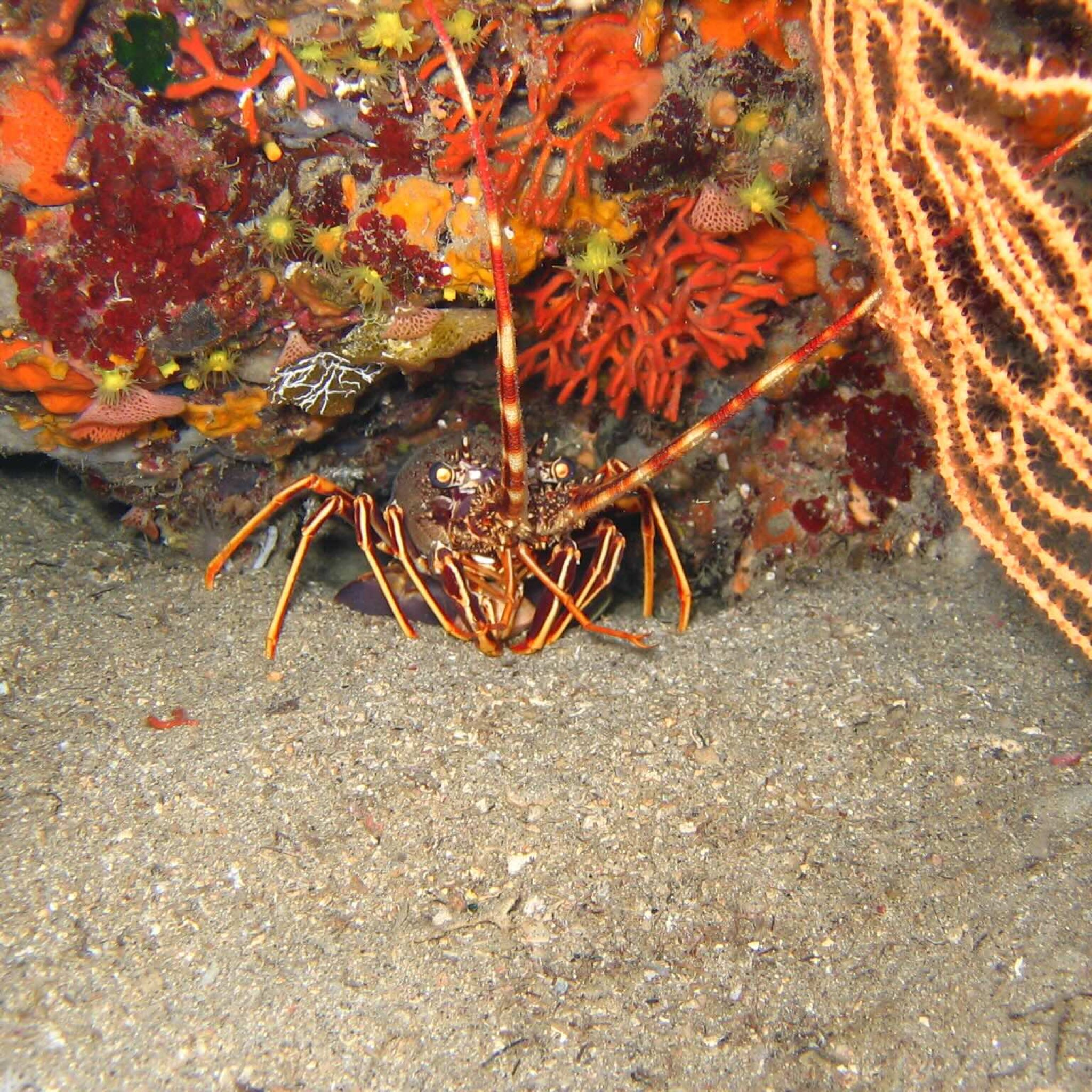 Aragosta sotto una sporgenza rocciosa