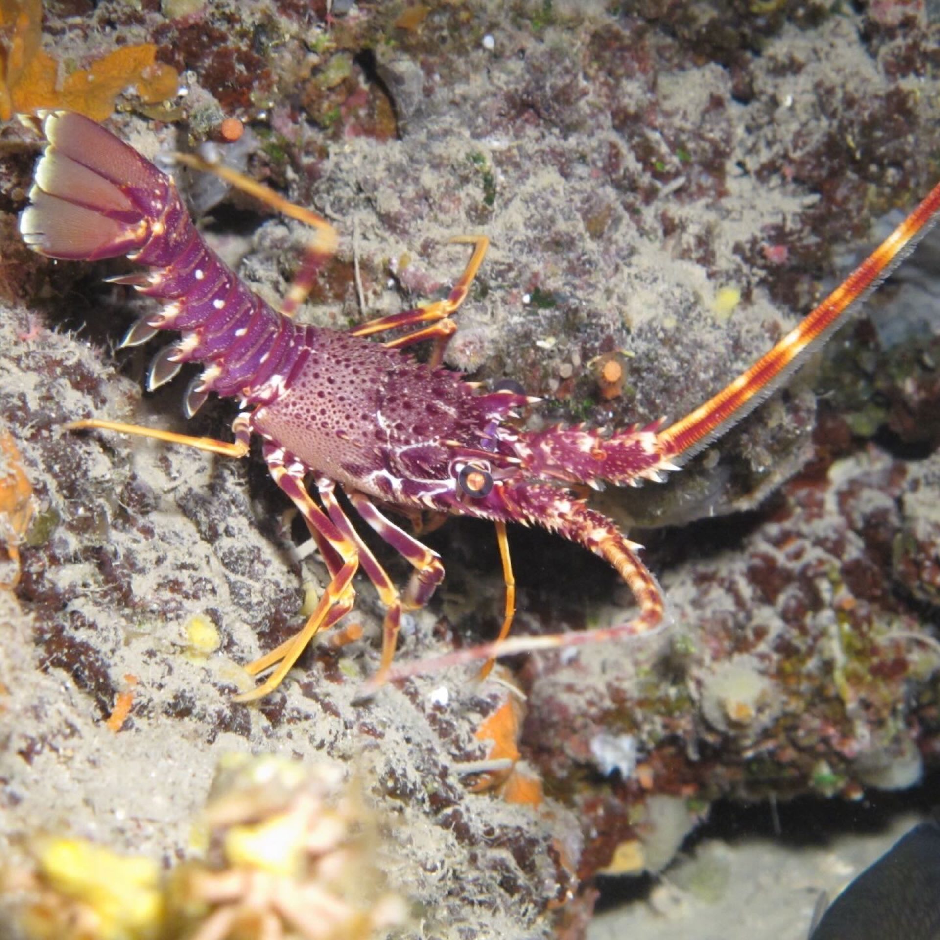 Aragosta sul fondale roccioso