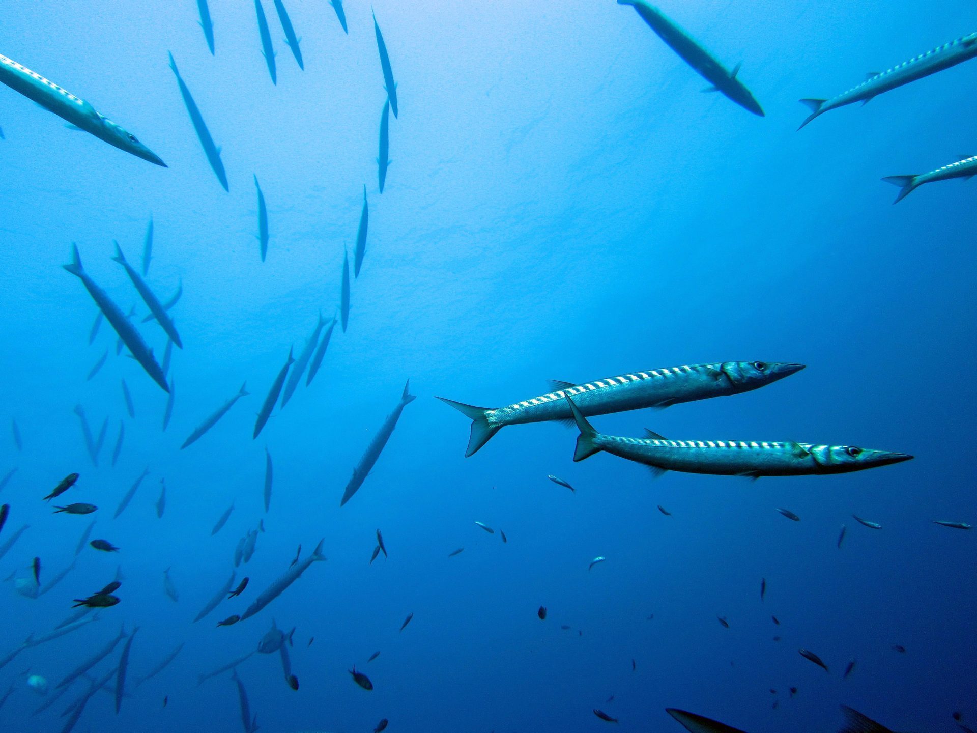 Banco di barracuda in movimento