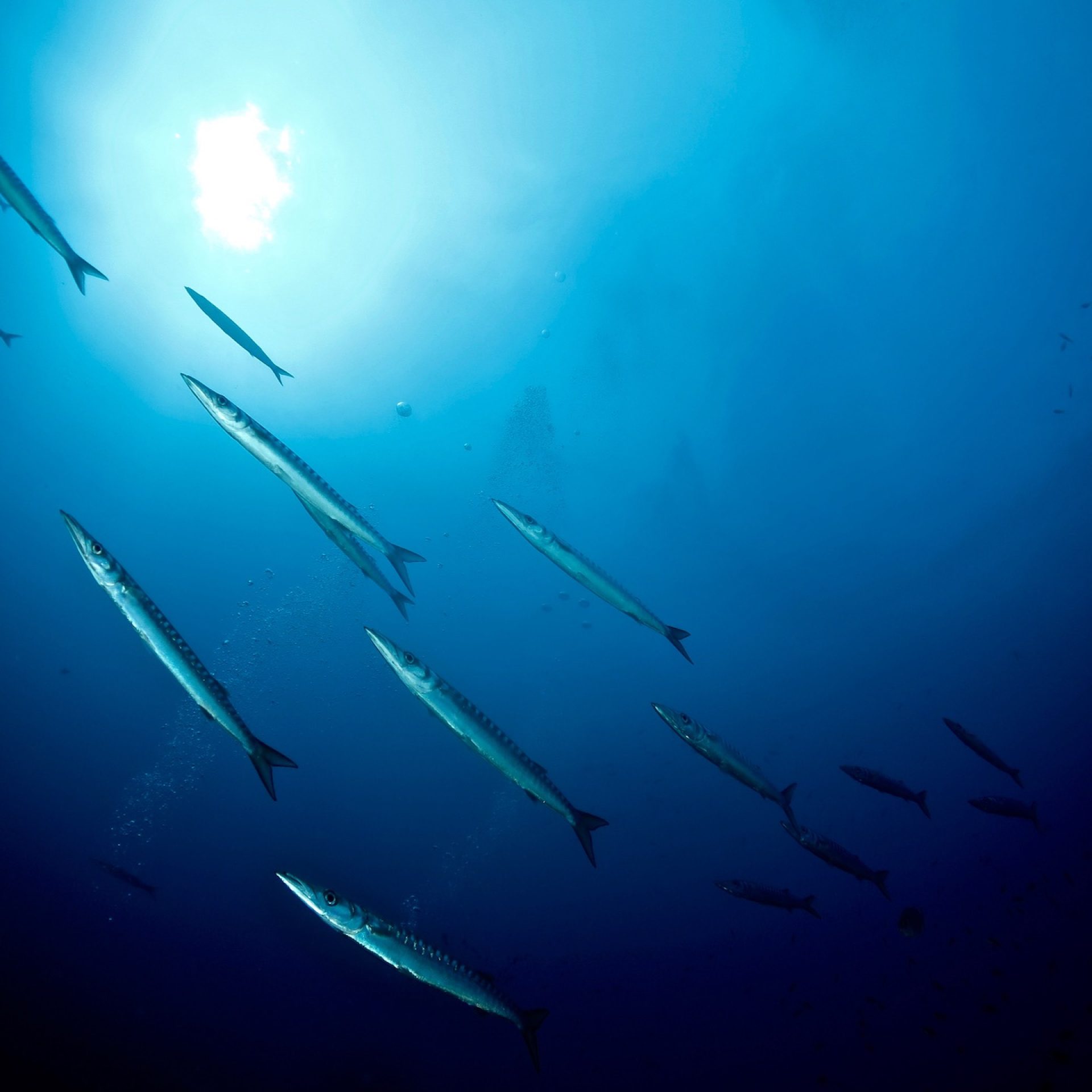 Banco di barracuda in controluce durante immersione