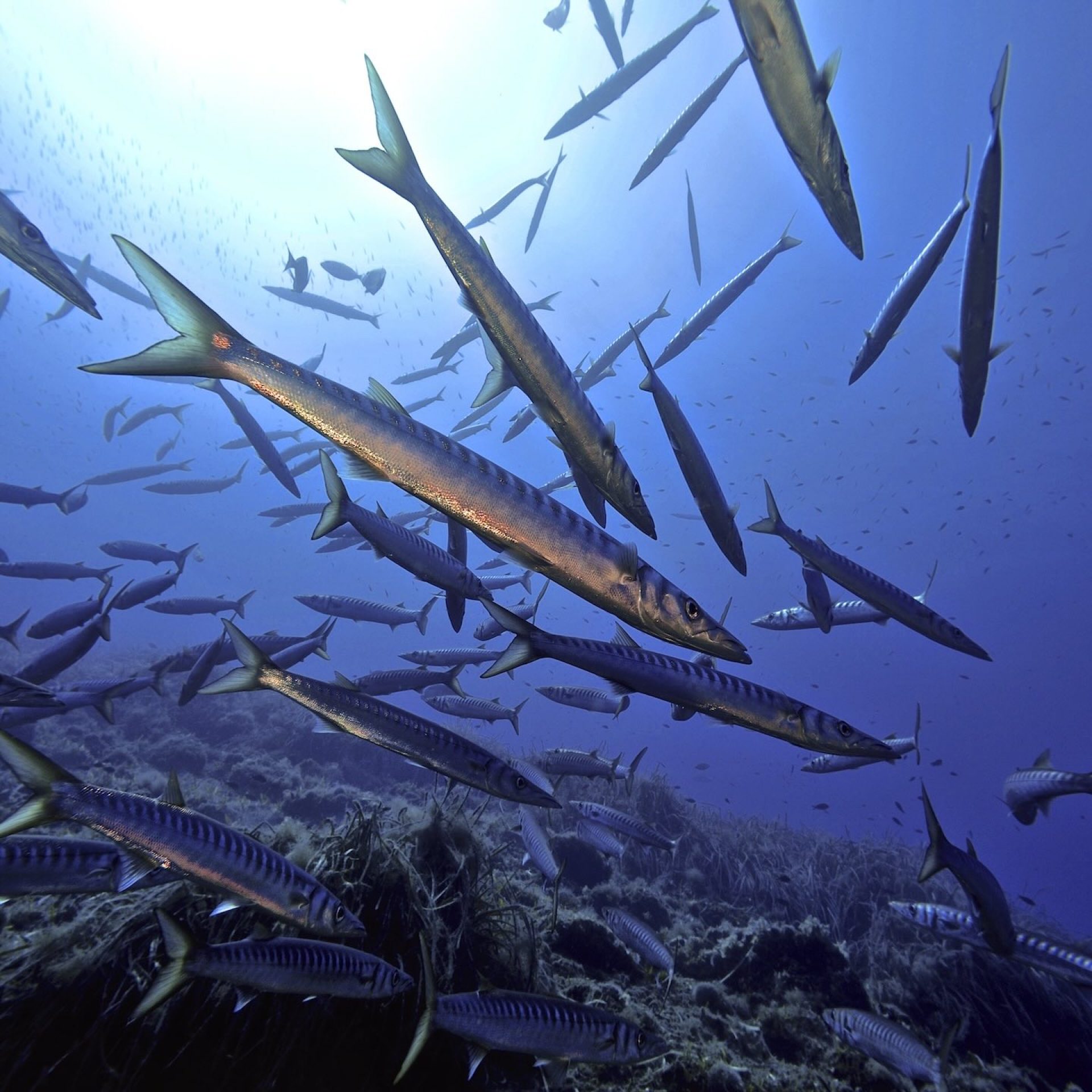 Banco di barracuda in mare aperto sopra il fondale roccioso