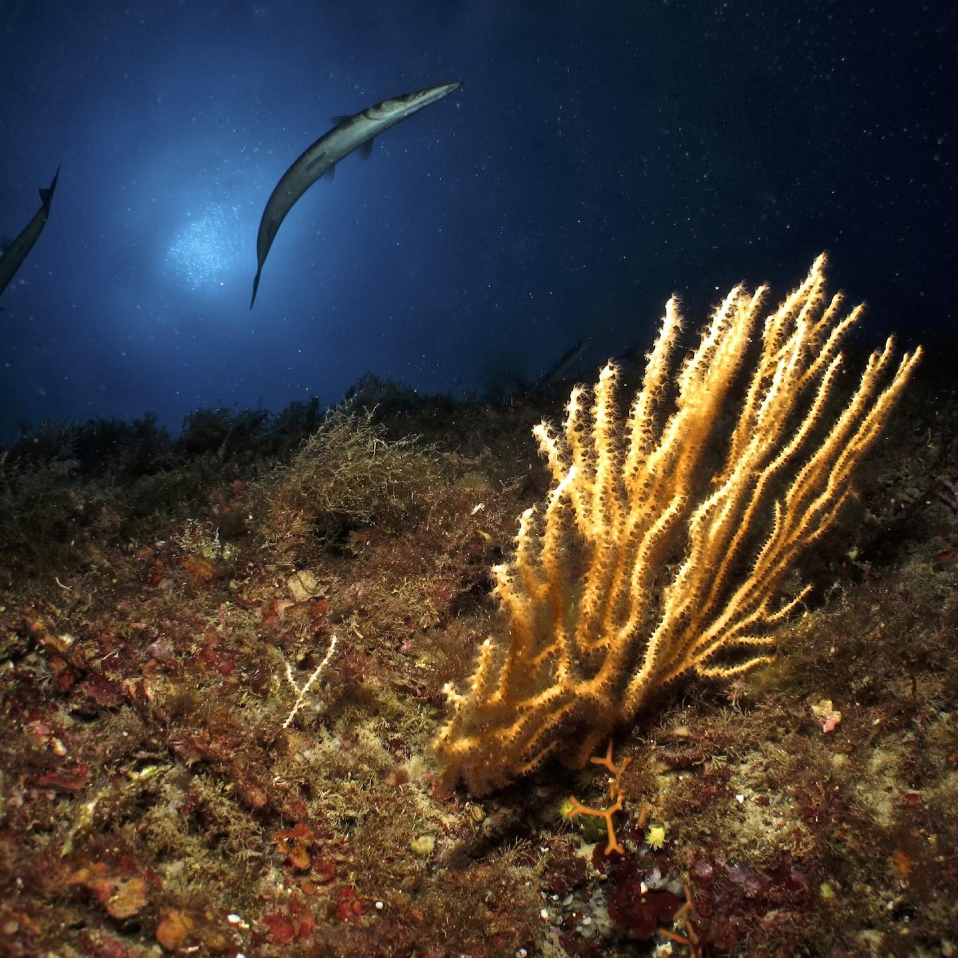 Barracuda in mare aperto sopra una gorgonia illuminata sul fondale