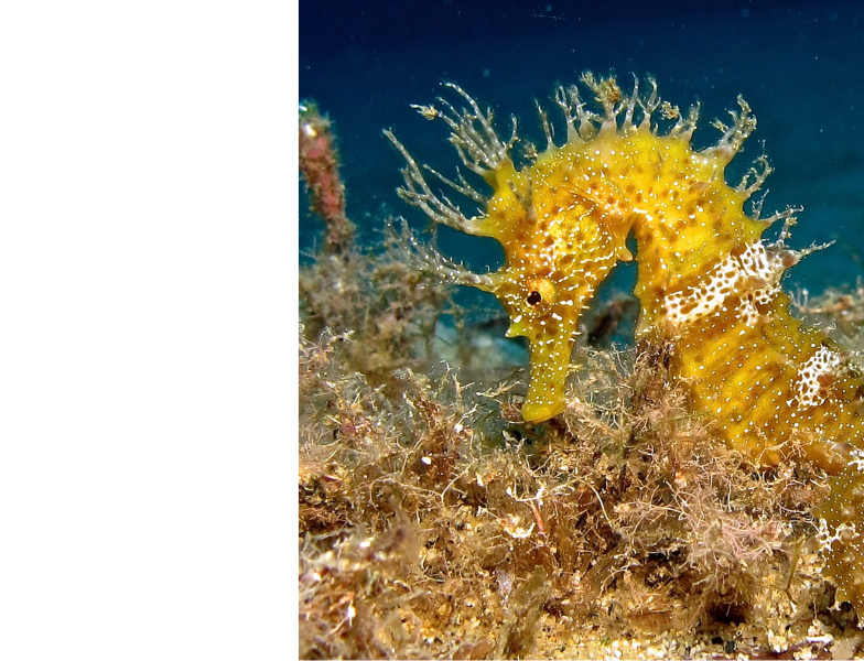 cavalluccio-marino-2