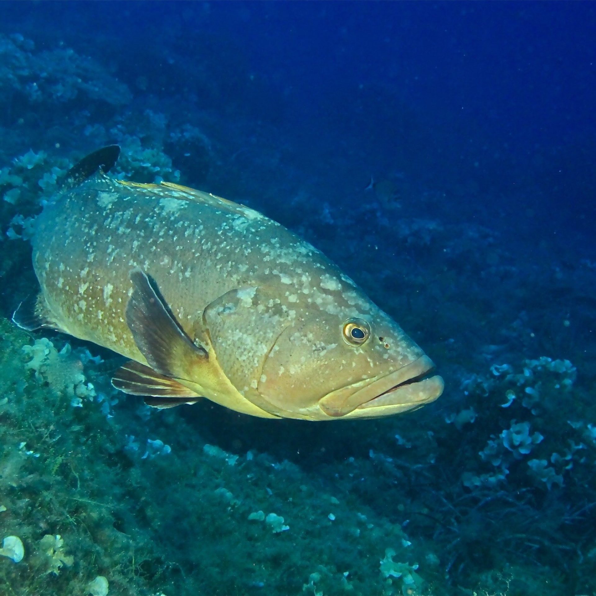 Cernia bruna su fondale roccioso