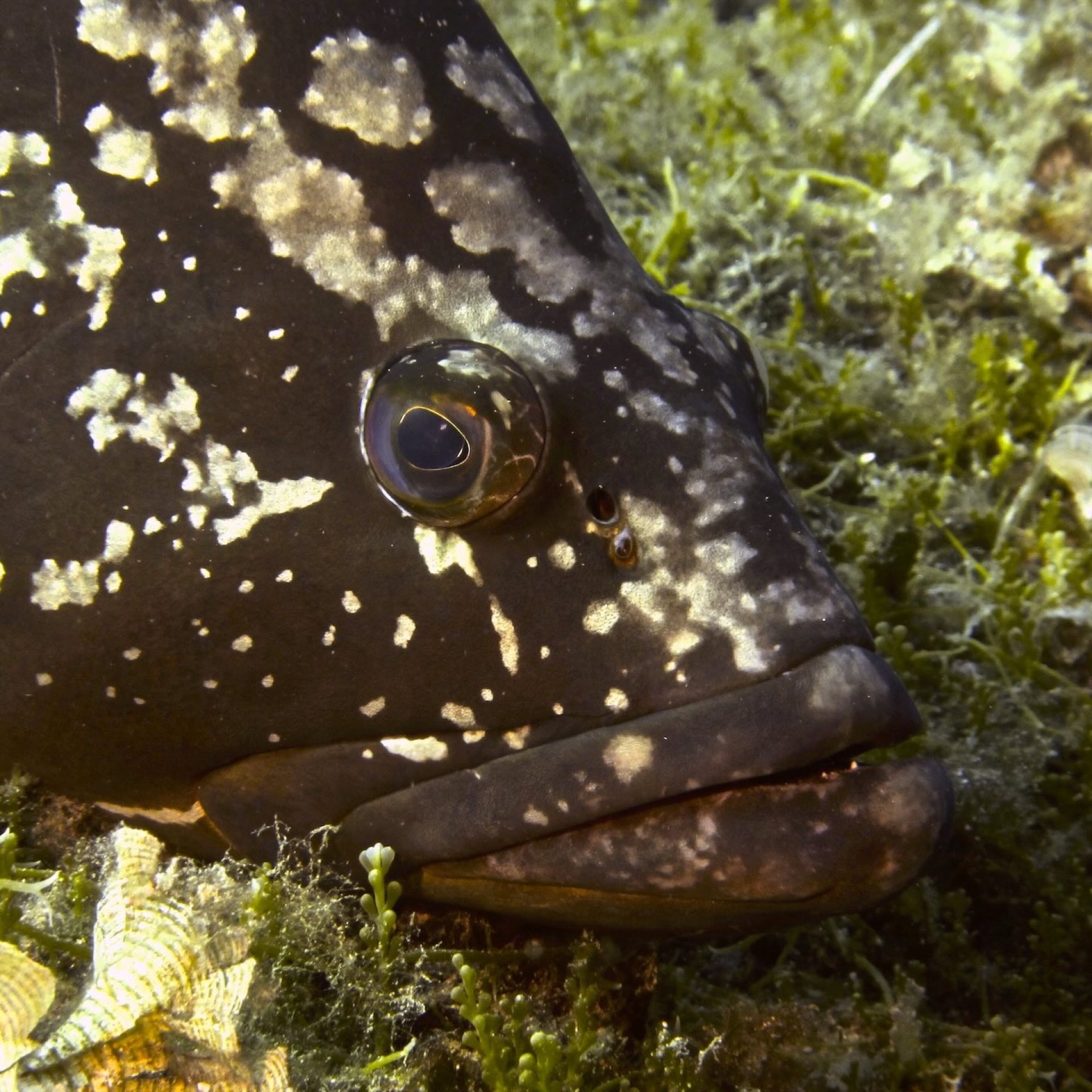 Primo piano di cernia bruna mimetizzata tra alghe e fondale roccioso