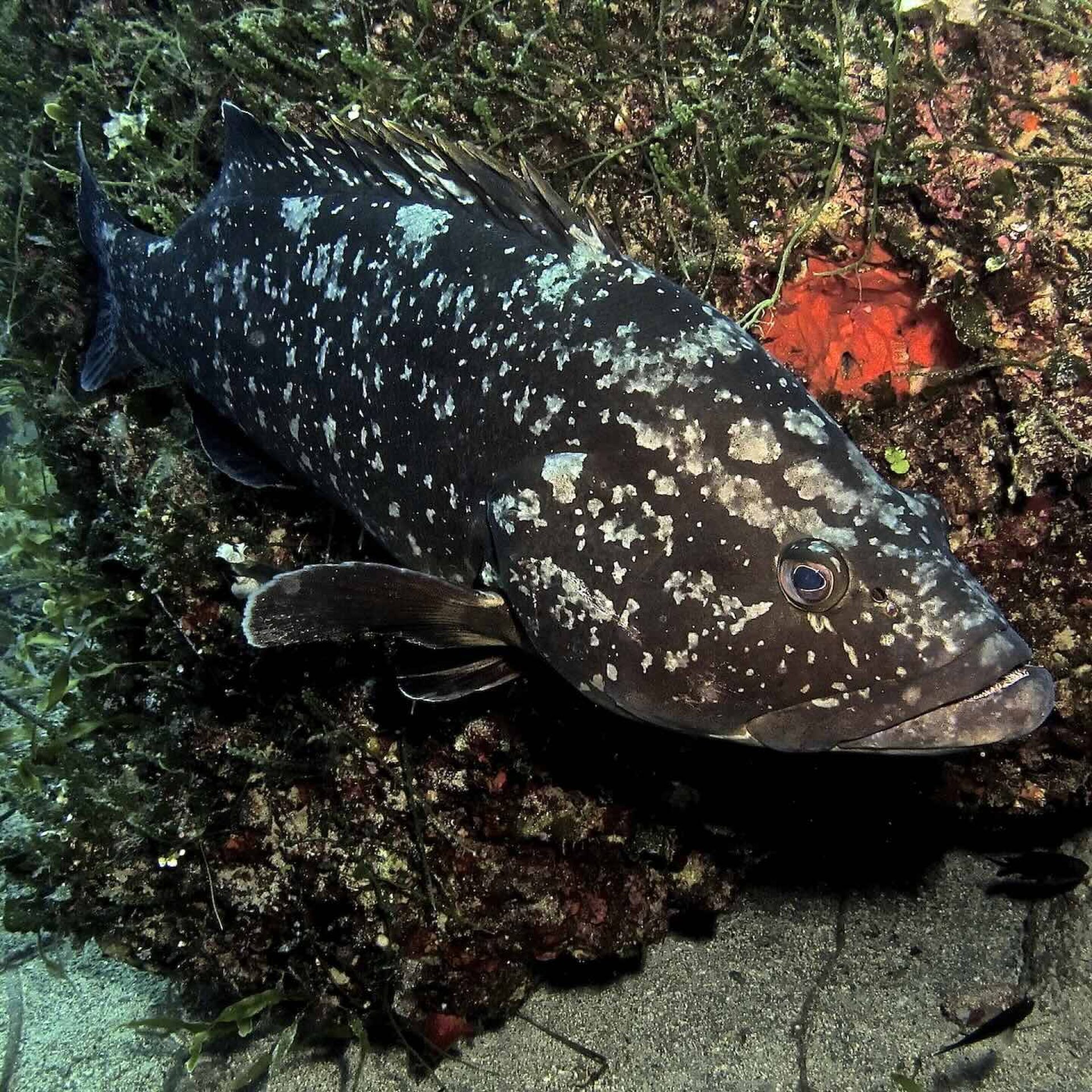 Cernia bruna nascosta tra le rocce e le alghe del fondale marino all’Isola d’Elba