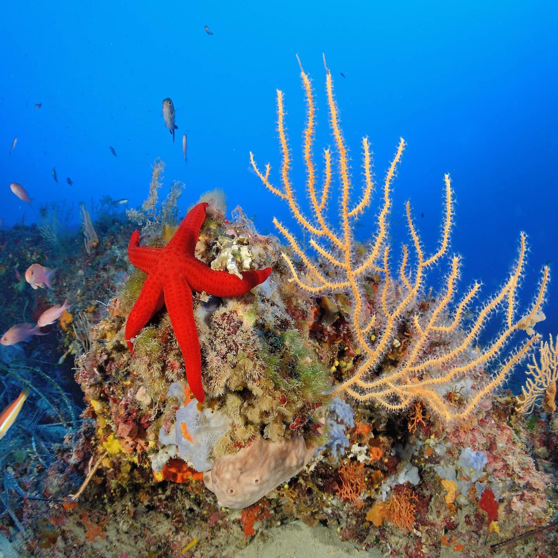 Coralligeno con stella marina rossa e gorgonie gialle