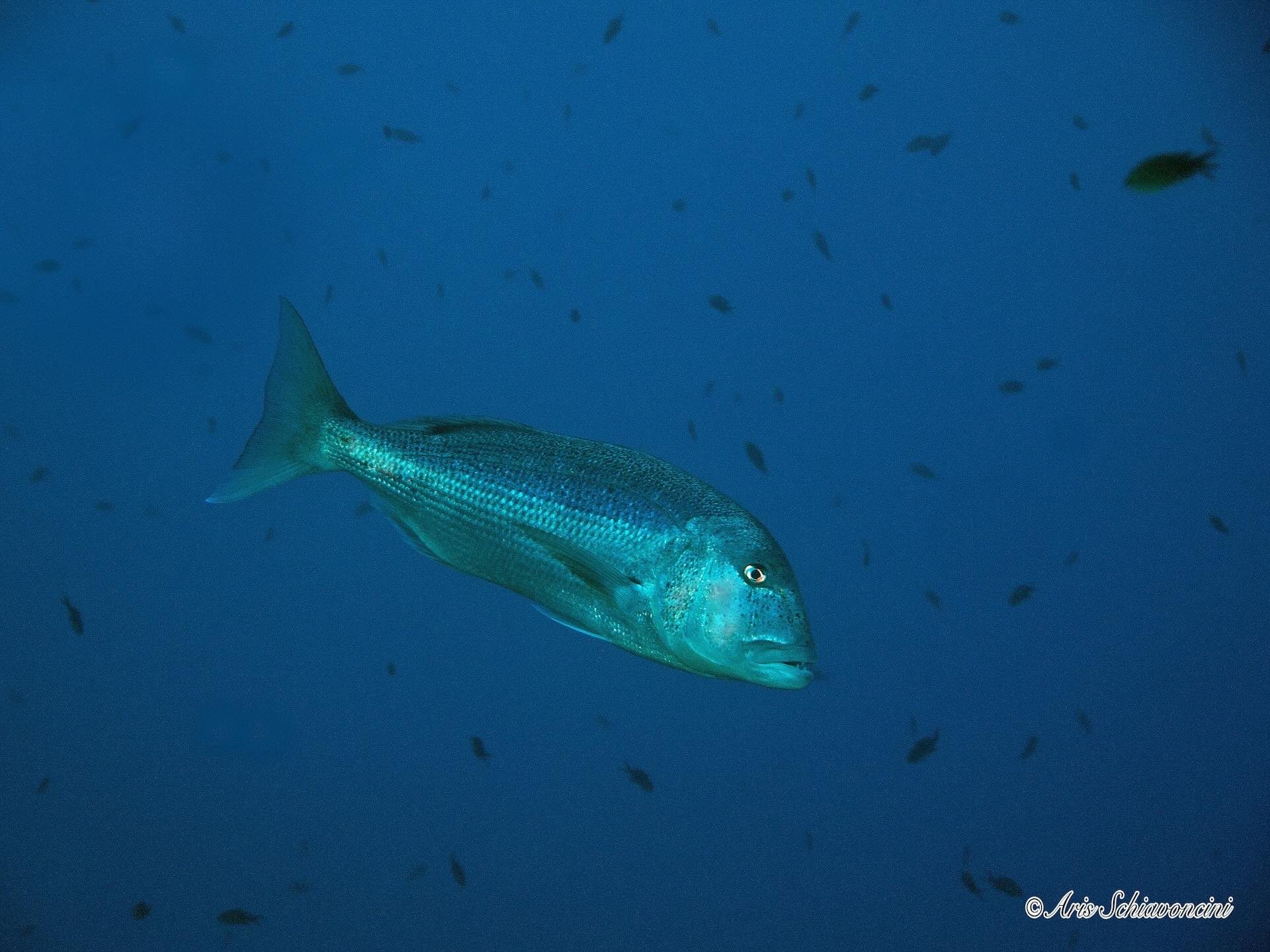 Dentice durante un’immersione subacquea