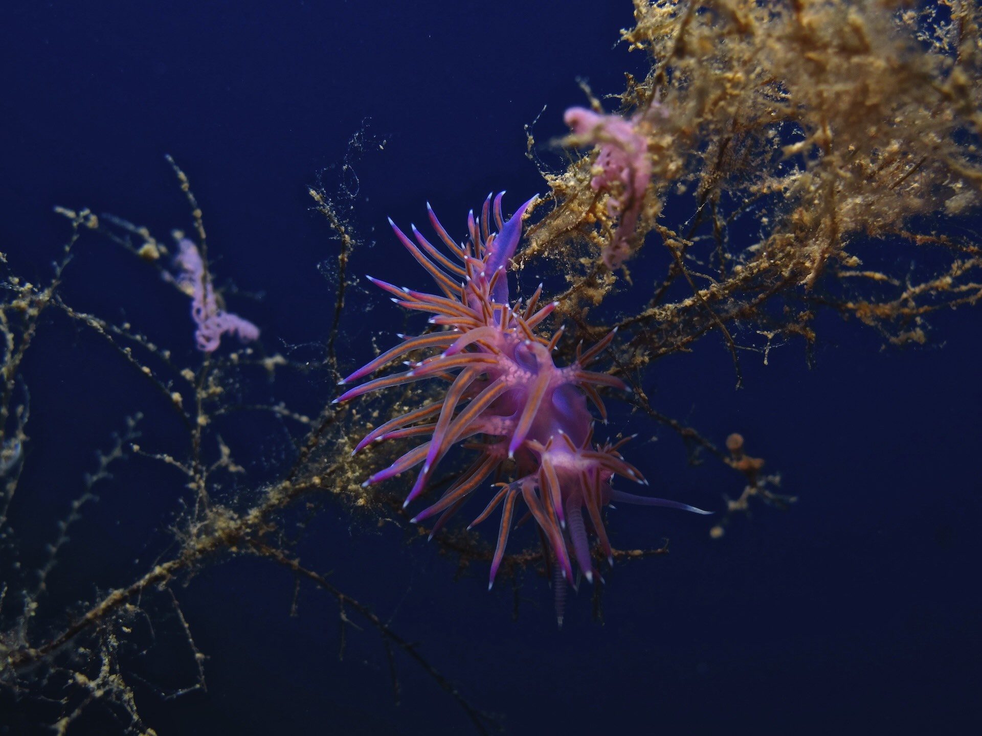 Nudibranco Flabellina
