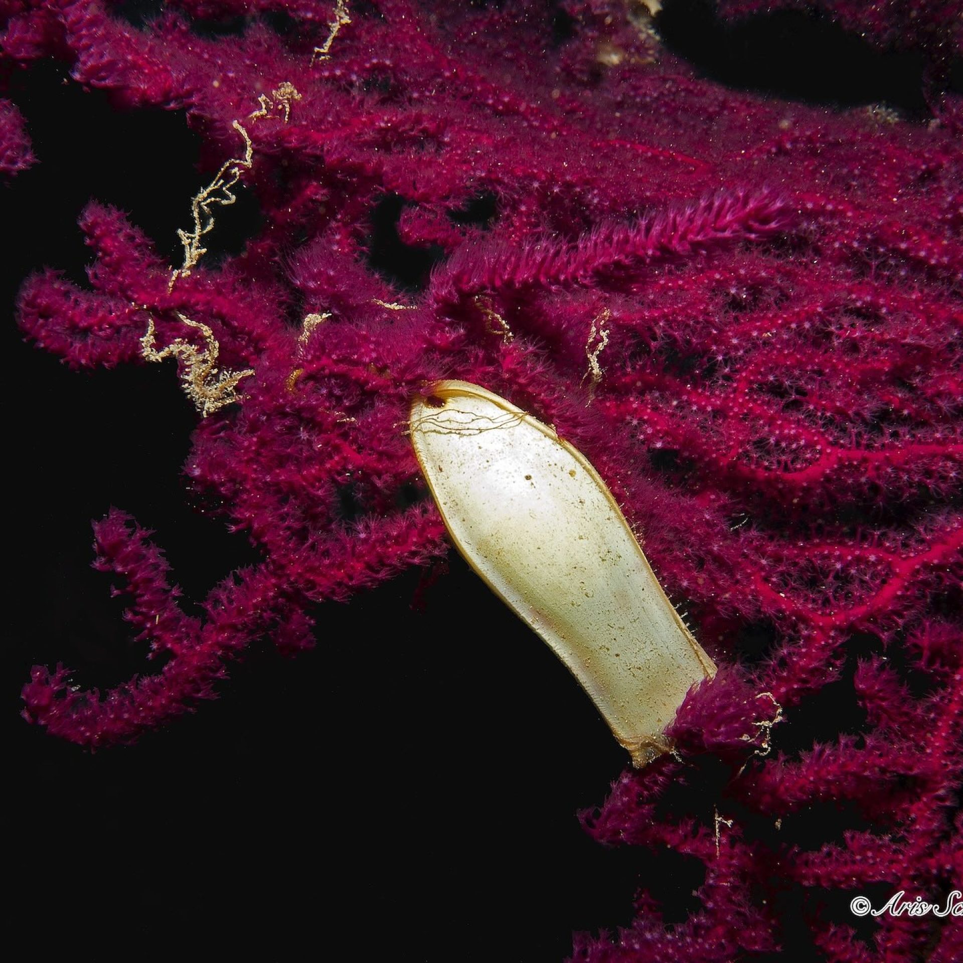 Dettaglio di gorgonia rossa con uovo di gattuccio ancorato ai rami