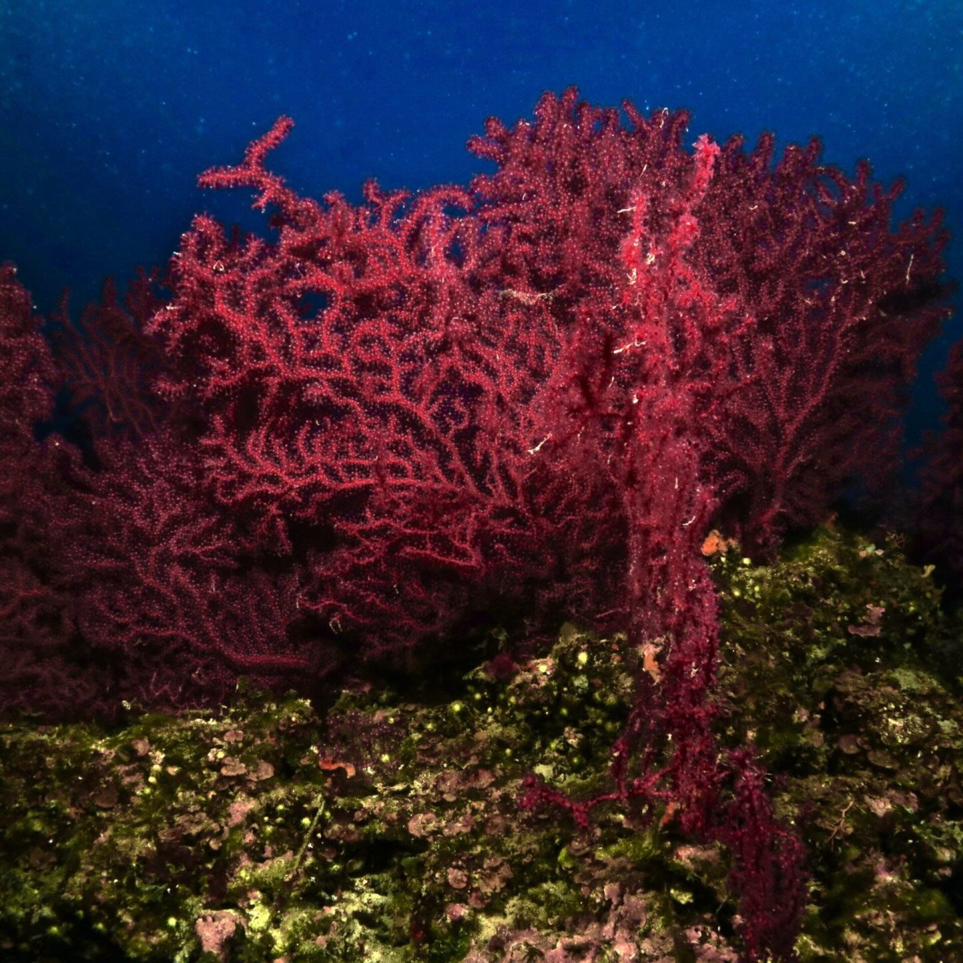 Ventaglio di gorgonia rossa sul fondale roccioso durante un’immersione subacquea