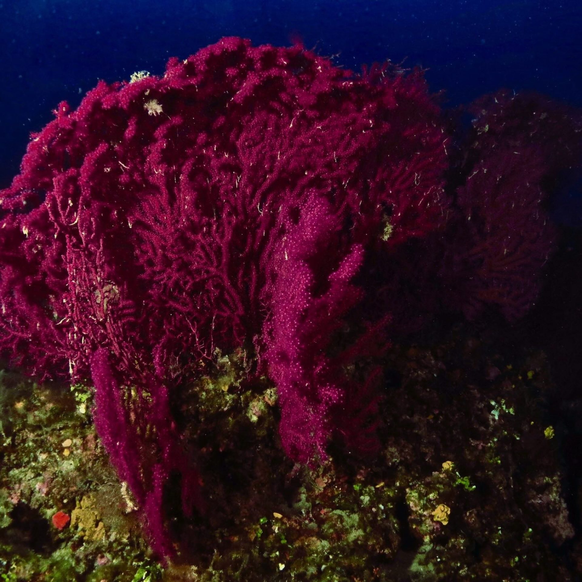 Grande gorgonia rossa sul fondale roccioso illuminata dalla luce naturale
