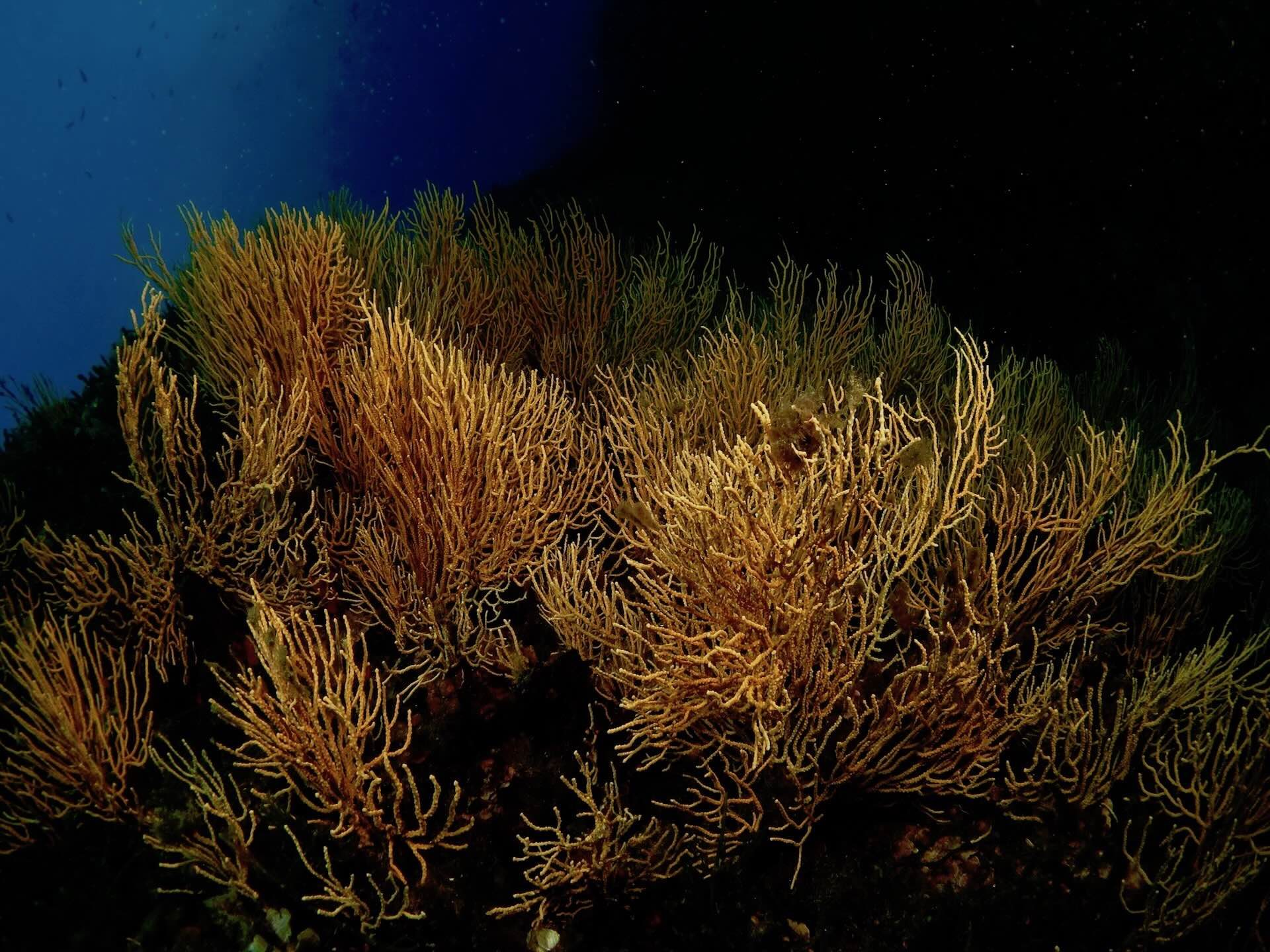 Gorgonie ramificate su parete rocciosa