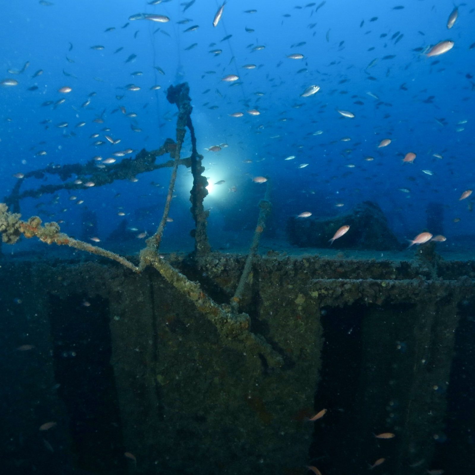 Vista del relitto della Bettolina con cavi e strutture ricoperte di organismi marini