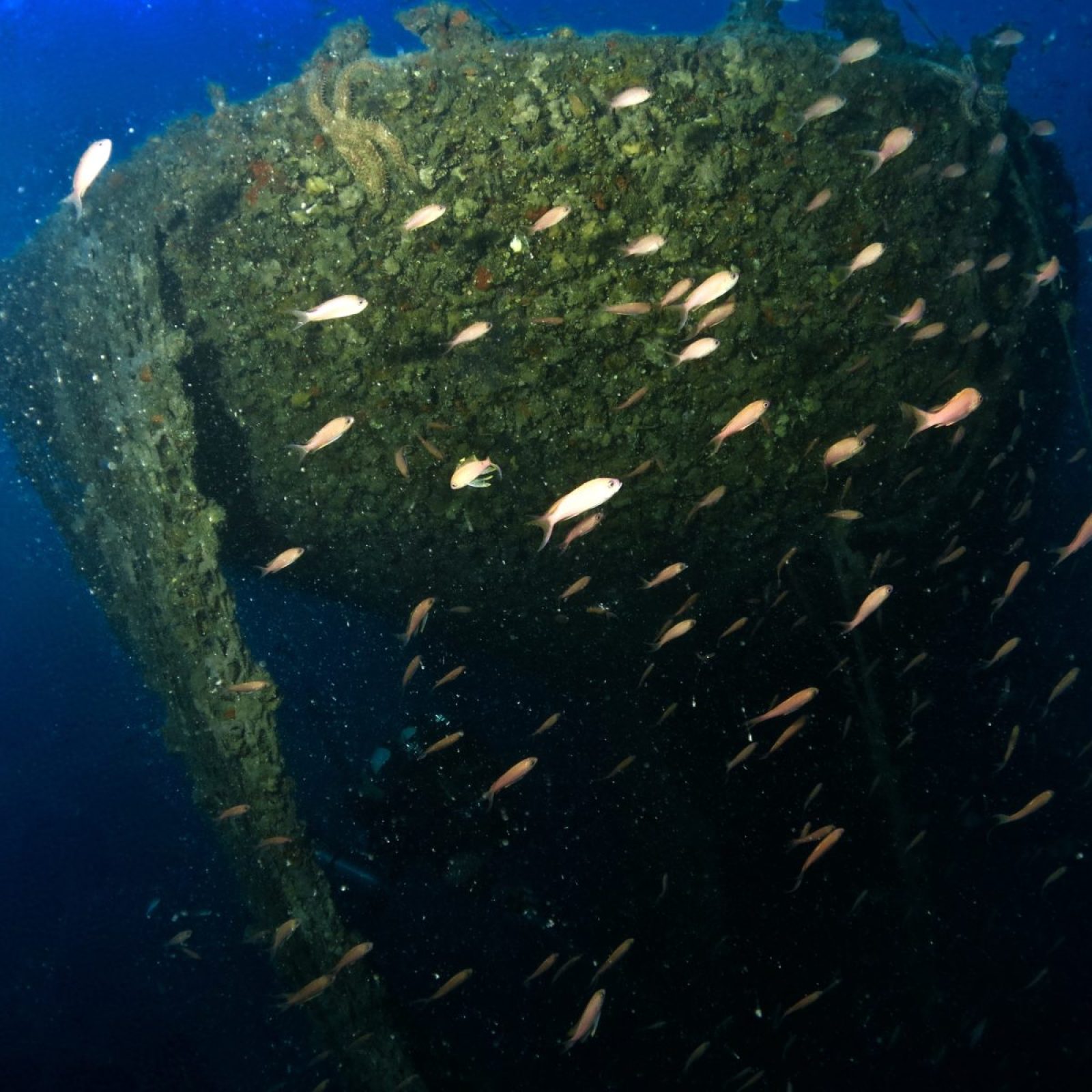 Fiancata del relitto della Bettolina colonizzata da fauna marina
