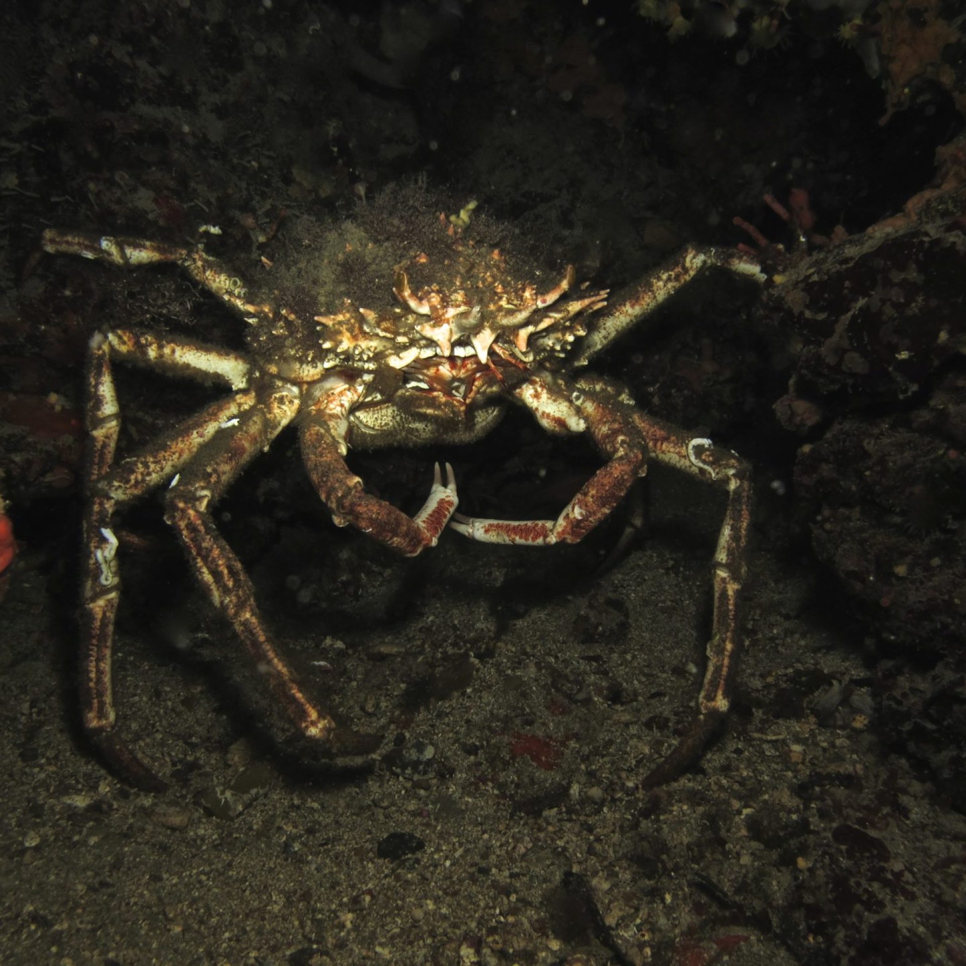 Granseola sul fondale durante un’immersione subacquea all'Isola d'Elba