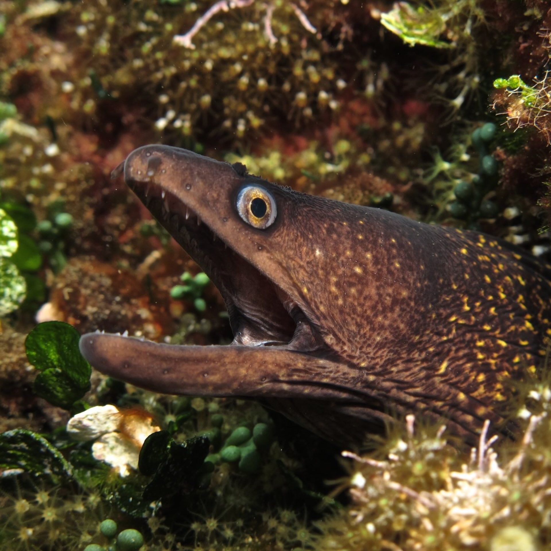 Murena in primo piano tra alghe e fondale roccioso