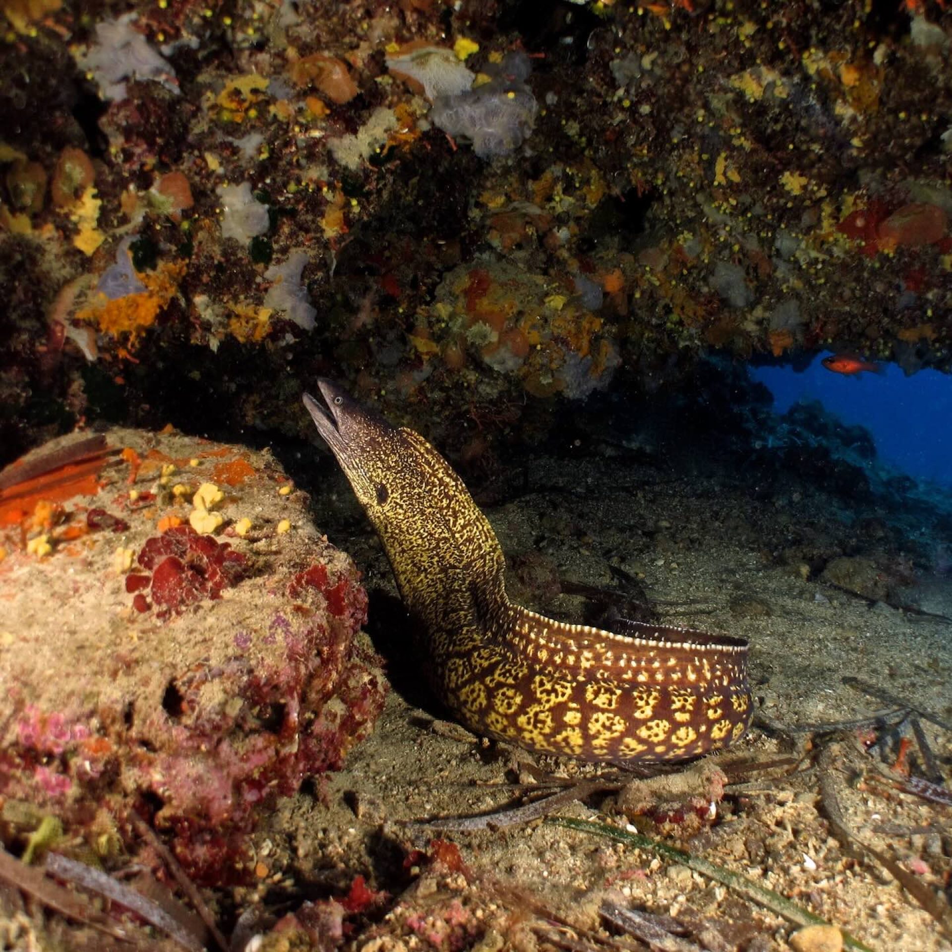 Murena che emerge da una tana sotto la roccia