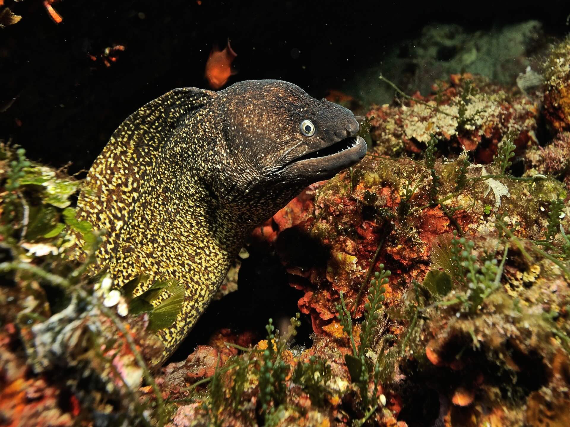 Murena tra le rocce del fondale