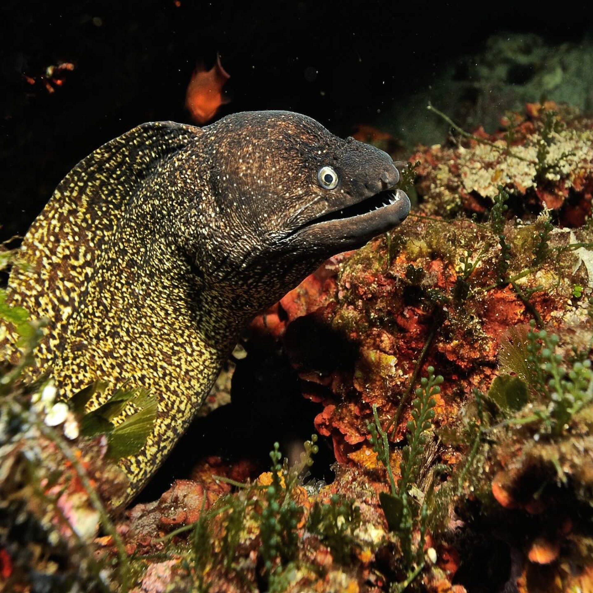 Murena tra le rocce del fondale
