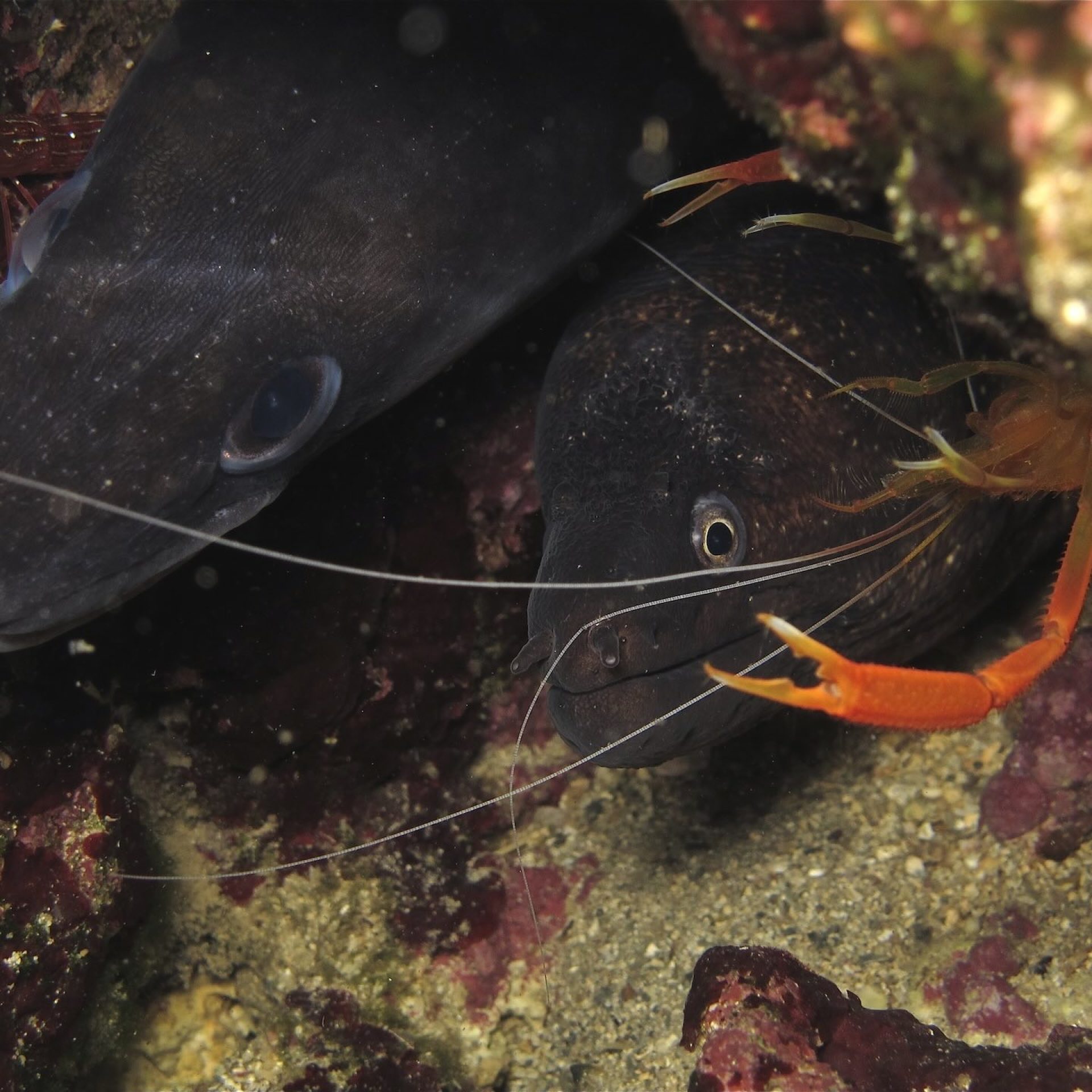 Coppia di murene in tana con gambero pulitore sul fondale roccioso