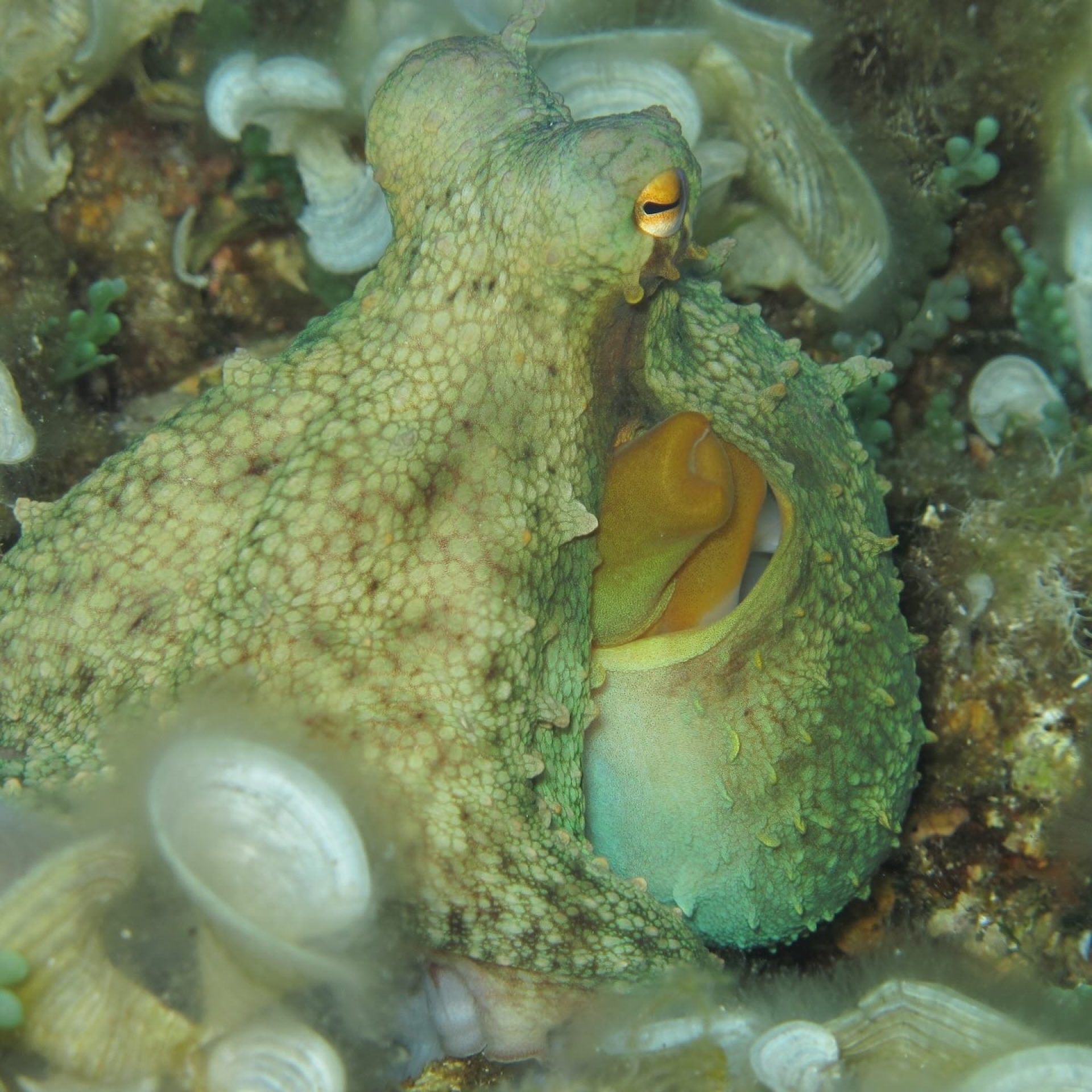 Polpo mimetizzato sul fondale