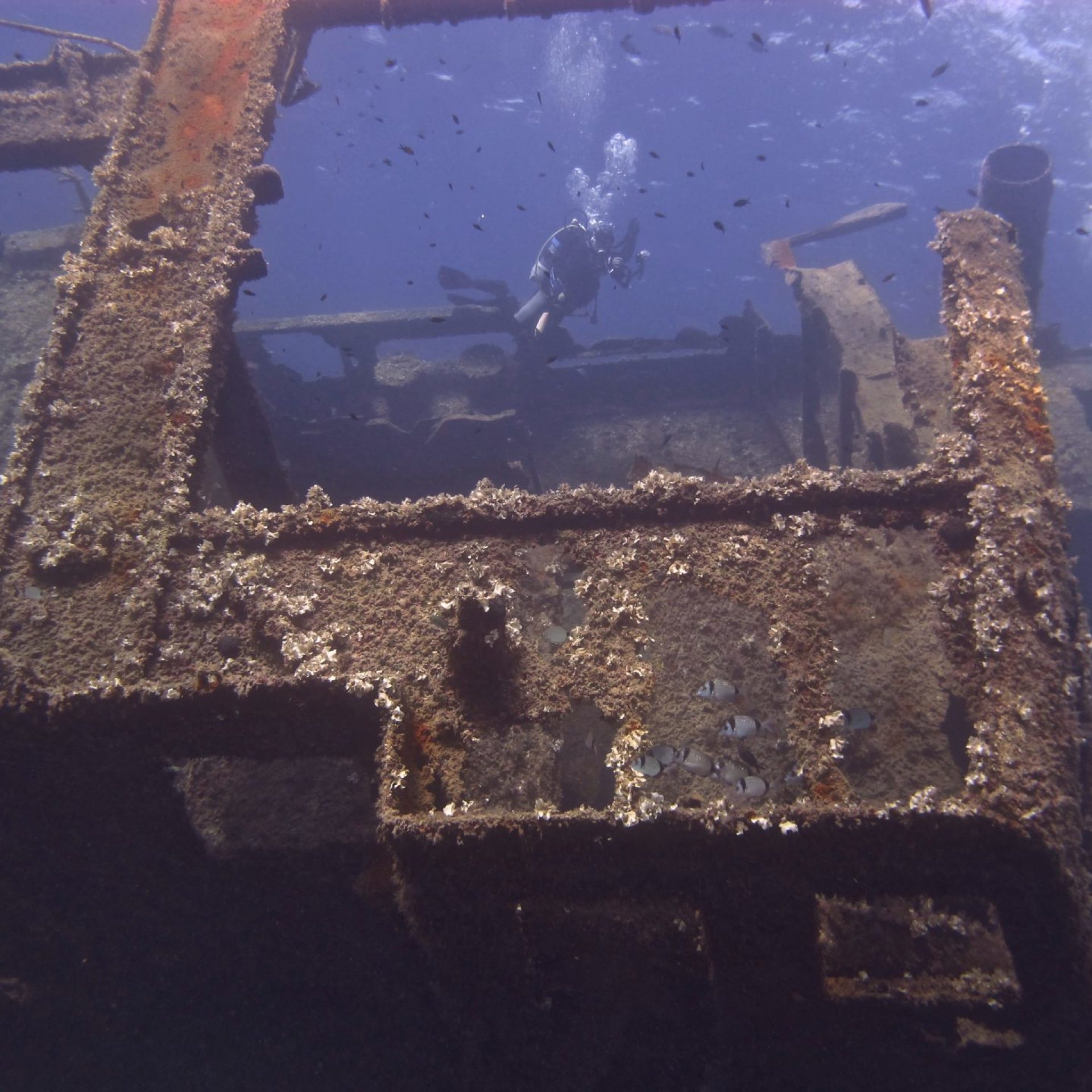 Interni del relitto di Pomonte con subacqueo e banchi di pesci