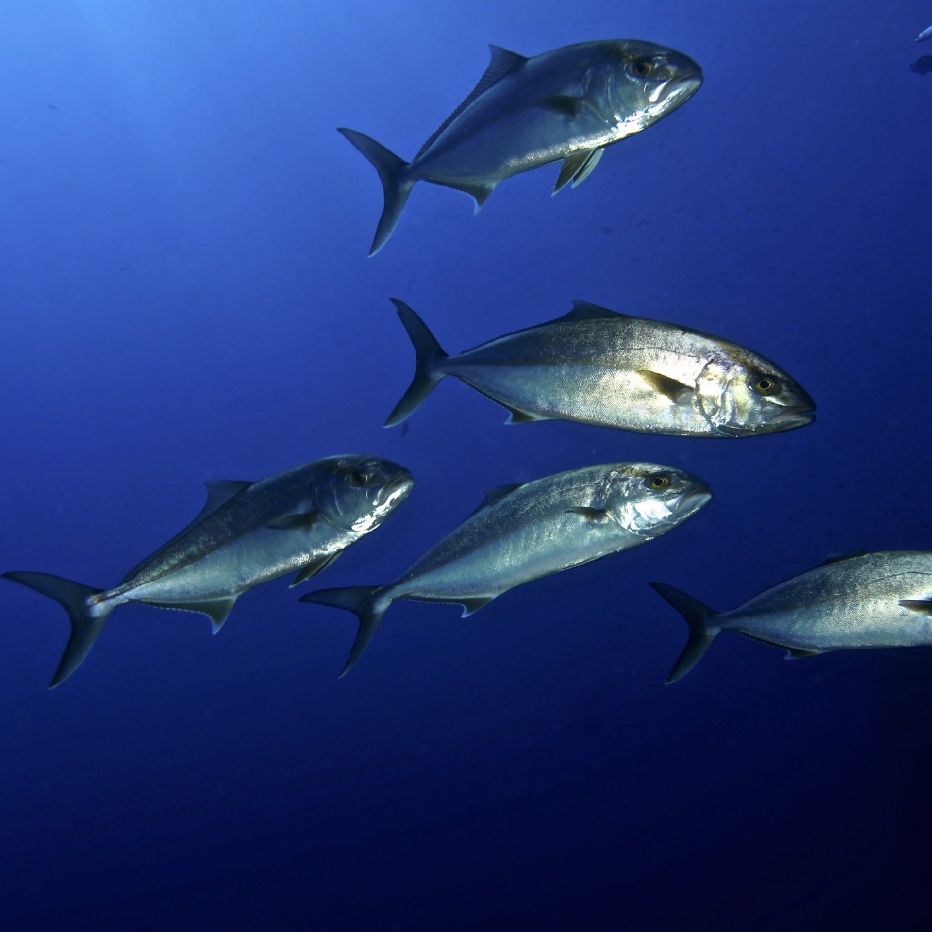 Banco di ricciole che nuota nel blu profondo