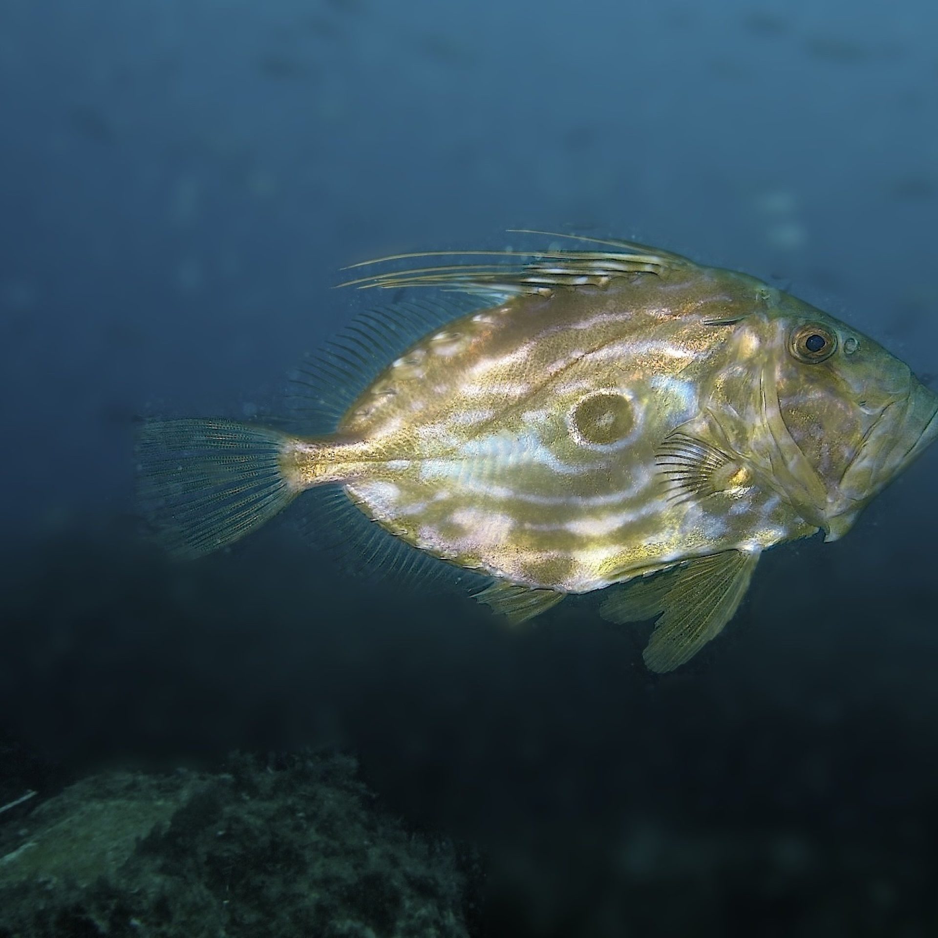 Pesce San Pietro in primo piano, durante un’immersione subacquea