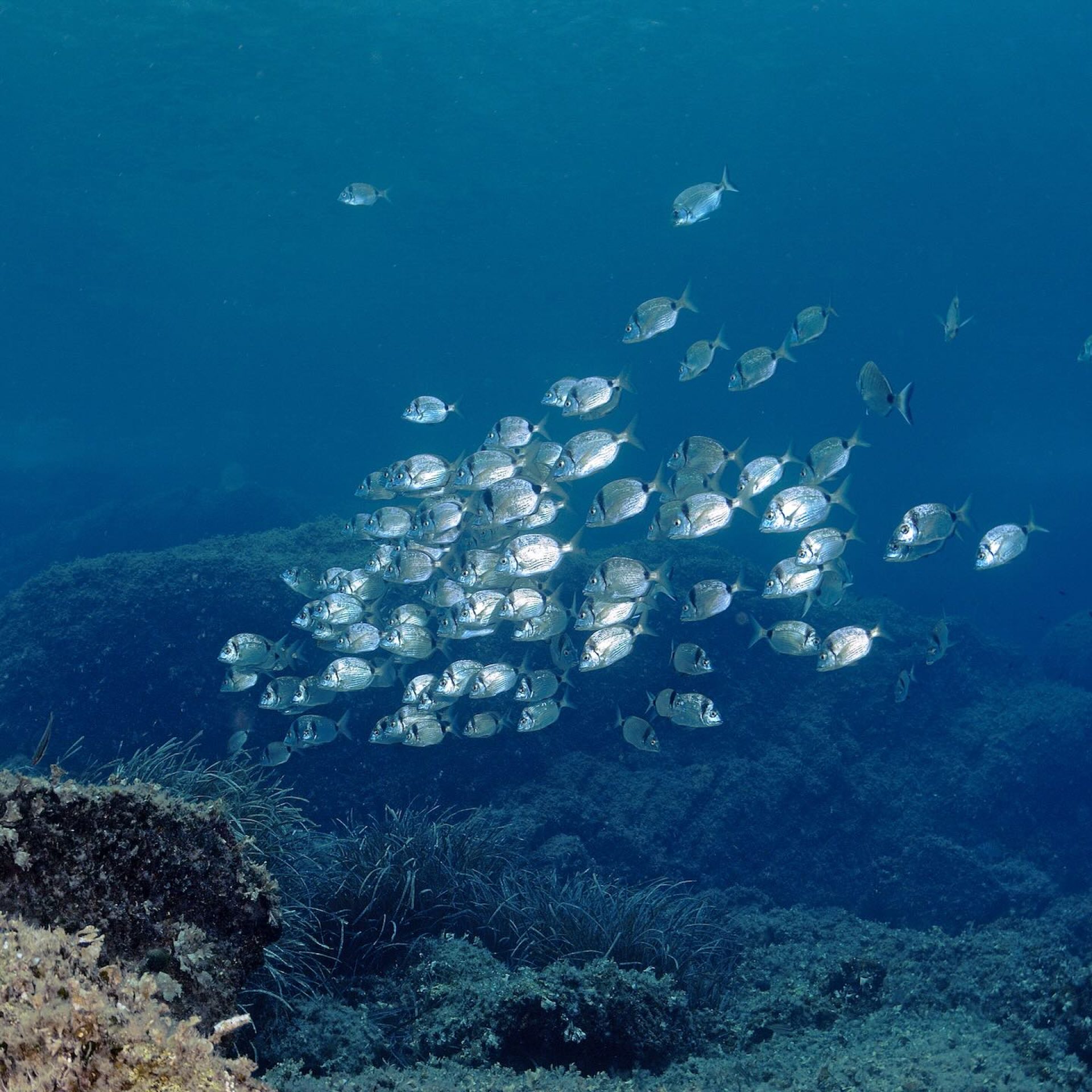 Banco di saraghi che nuota sopra il fondale roccioso