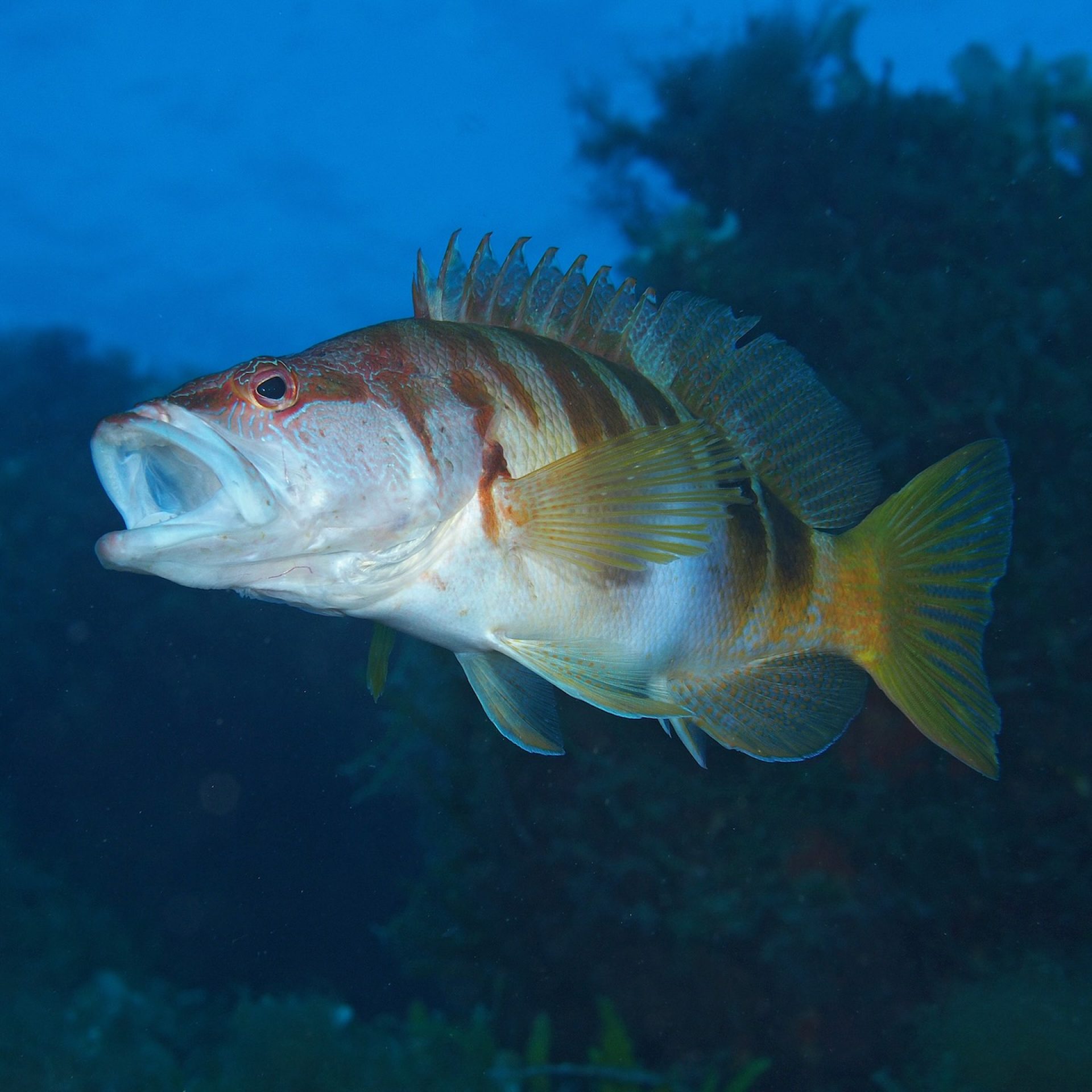 Sciarrano con livrea a bande che nuota in acqua libera