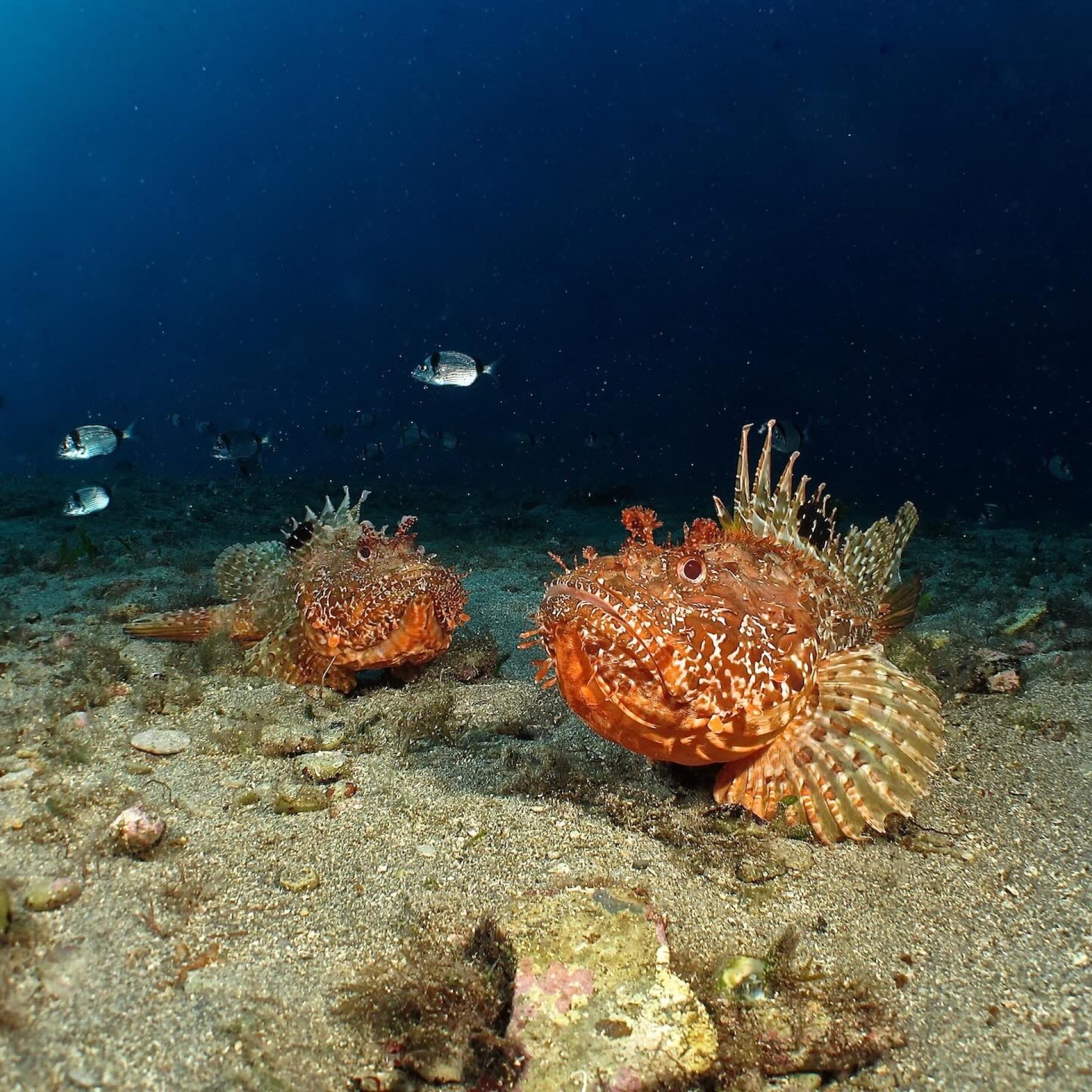 Scorfani mimetizzati sul fondale sabbioso durante un’immersione all'Isola d'Elba