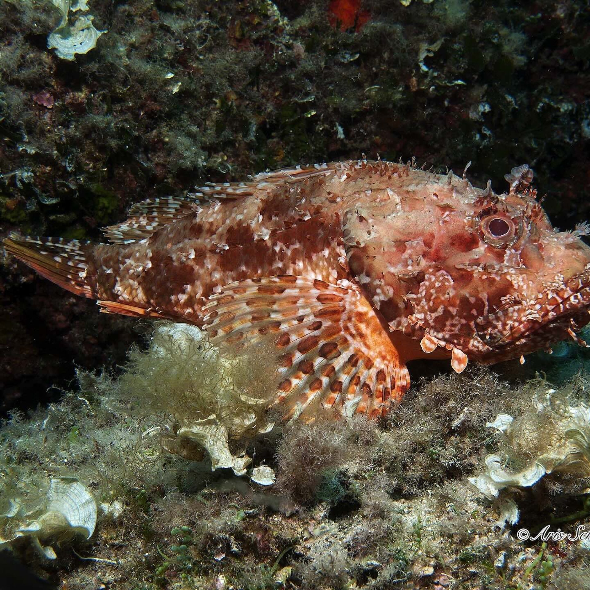 Scorfano rosso mimetizzato sul fondale roccioso