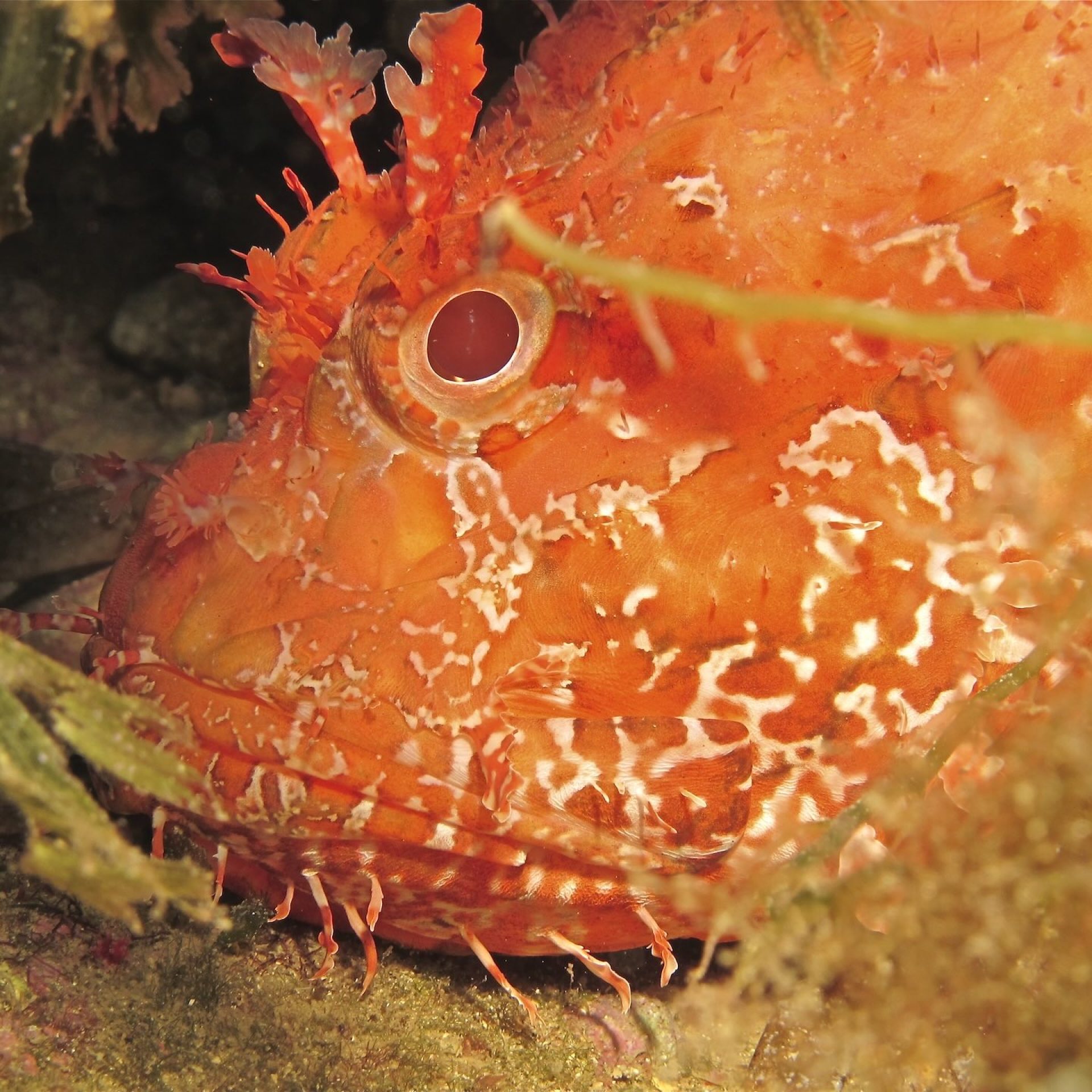 Scorfano rosso mimetizzato tra alghe e fondale roccioso