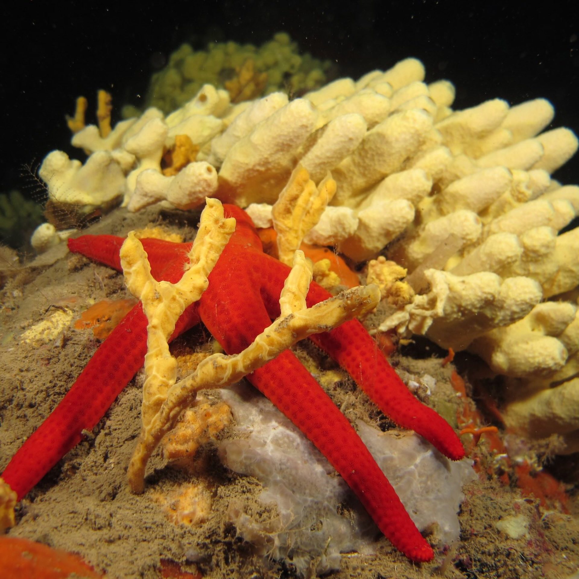 Stella marina rossa su fondale roccioso con spugne