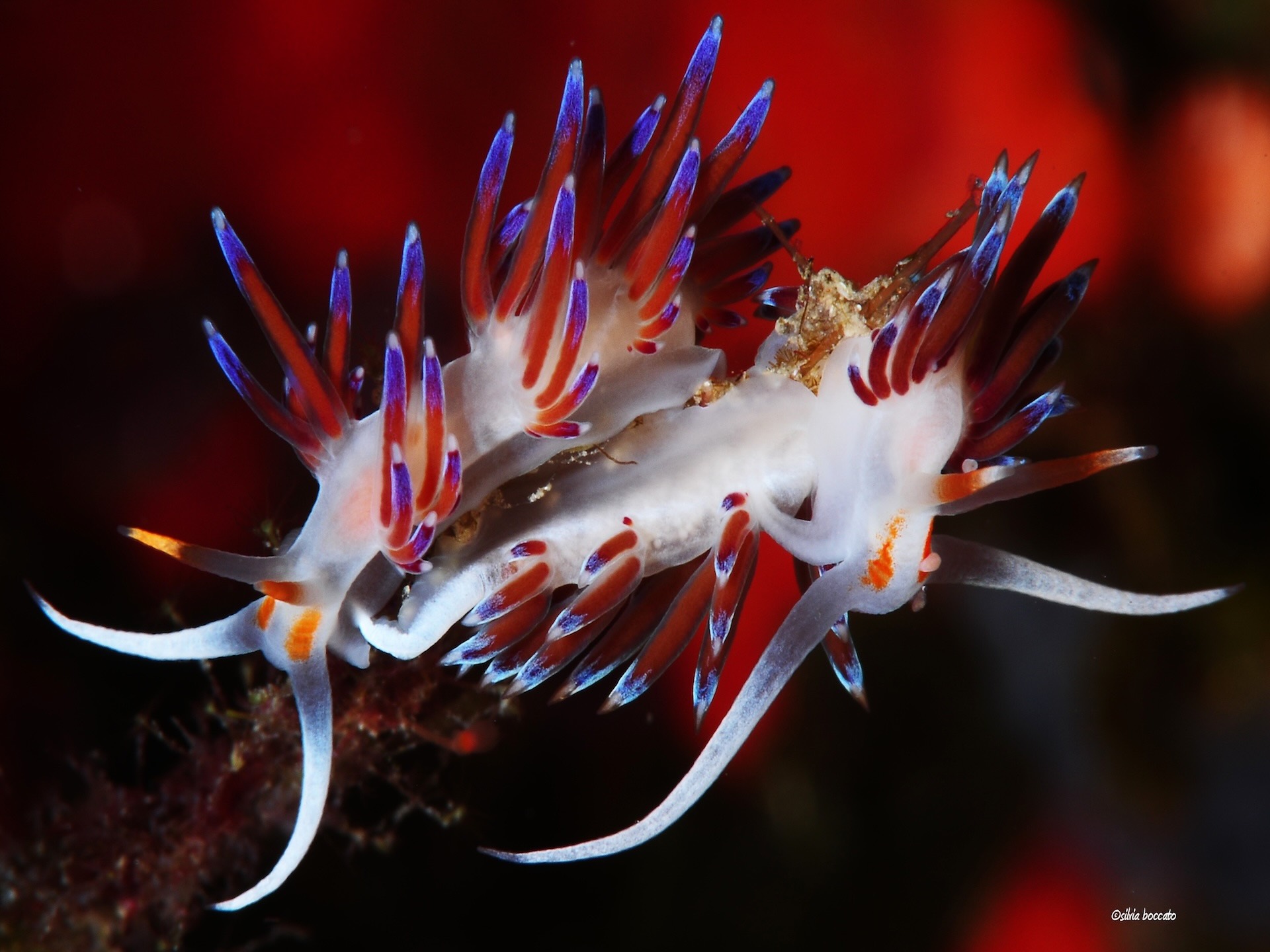 Cratena peregrina, nudibranco dai colori vivaci con cerata blu e arancioni su fondale marino